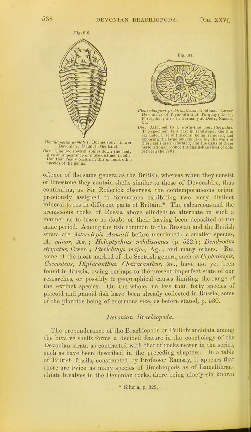 Fig. 01G. Fig. GI7. Plcurodiclt/um prohUmaticum. Goldfuss. Lower Devonian ; of Plymouth and Torquay; Looe ; Forez, &c.; also in Germany at Dietz, Nassau, &c. Ohs. Attached to a worm-like body (Serpula). The specimen is a cast in sandstone, the thin expanded base of the coral being removed, and . exposing the large polygonal cells ; the walls of Homalonotus armatvs, Burmeister. Lower these cells are perforated, and the casts of these Devonian ; Daun, in the liifel. perforations produce the chain-like rows of dots Obs. The two rows of spines down the body between the cells, give an appearance of more distinct triloba- tlon than really occurs in this or most other species of the genus. oftener of the same genera as the British, whereas when they consist of limestone they contain shells similar to those of Devonshire, thus confirming, as Sir Roderick observes, the contemporaneous origin previously assigned to fonnations exhibiting two very distinct mineral types in different parts of Britain.* The calcareous and the arenaceous rocks of Russia above alluded* to alternate in such a manner as to leave no doubt of their having been deposited at the same period. Among the fish common to the Russian and the British strata are Asterolepis Asmusii before mentioned; a smaller species, A. minor, Ag. ; Holoptychius nobilissimus (p. 522.) ; Dendrodus strigatus, Owen ; Pterichthys major, Ag. ; and many others. But some of the most marked of the Scottish genera, such as Cephalaspis, Coccosteus, Diplacanthus, Cheiracanthus, &c., have not yet been found in Russia, owing perhaps to the present imperfect state of our researches, or possibly to geographical causes limiting the range of the extinct species. On the whole, no less than forty species of placoid and ganoid fish have been already collected in Russia, some of the placoids being of enormous size, as before stated, p. 530. Devonian Brachiopoda. The preponderance of the Brachiopods or Palliobranchiata among the bivalve shells forms a decided feature in the conchology of the Devonian strata as contrasted with that of rocks newer in the series, such as have been described in the preceding chapters. In a table of British fossils, constructed by Professor Ramsay, it appears that there are twice as many species of Brachiopods as of Lamellibran- chiate bivalves in the Devonian rocks, there being ninety-six known * Siluria, p. 329.