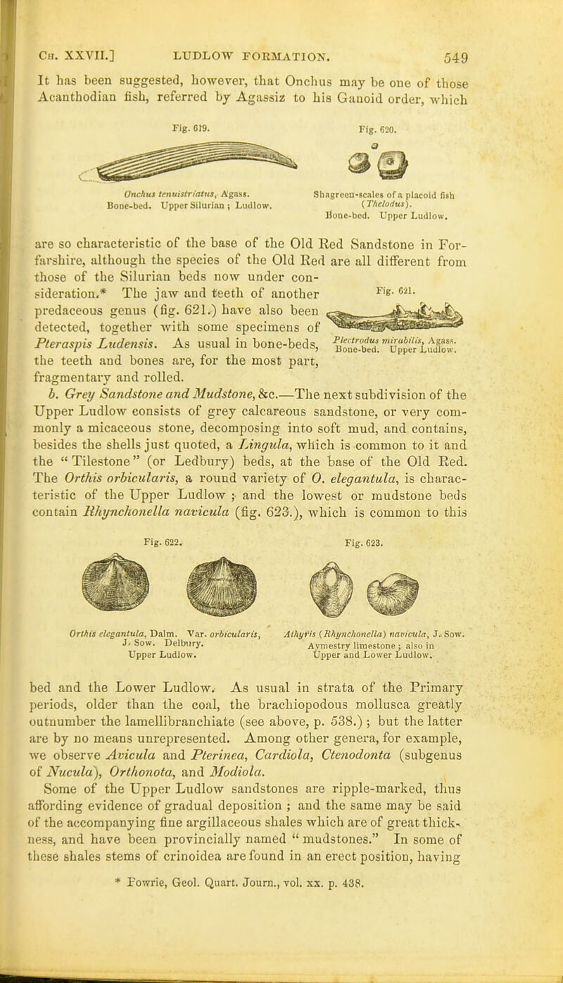 It has been suggested, however, that Onchus may be one of those Acanthodian fish, referred by Agassiz to his Ganoid order, which Fig. 619. Onchus lenuistriaius, Agass. Bone-bed. Upper Silurian ; Ludlow. Shagreen-scales of a placoid fish (Theludus). Bone-bed. Upper Ludlow. Plcctrodus mirabilis, Agass. Bone-bed. Upper Ludlow. are so characteristic of the base of the Old Red Sandstone in For- farshire, although the species of the Old Red are all different from those of the Silurian beds now under con- sideration.* The jaw and teeth of another predaceous genus (fig. 621.) have also been detected, together with some specimens of Pteraspis Ludensis. As usual in bone-beds, the teeth and bones are, for the most part, fragmentary and rolled. b. Grey Sandstotie and Mudstone, &c.—The next subdivision of the Upper Ludlow consists of grey calcareous sandstone, or very com- monly a micaceous stone, decomposing into soft mud, and contains, besides the shells just quoted, a Lingula, which is common to it and the “ Tilestone ” (or Ledbury) beds, at the base of the Old Red. The Orthis orbicularis, a round variety of 0. elegantula, is charac- teristic of the Upper Ludlow ;• and the lowest or mudstone beds contain Rhynchonella navicula (fig. 623.), which is common to this Fig. 622, Fig. 623. * Orthis elegantula, Dalm. Var. orbicularis, J. Sow. Delbury. Upper Ludlow. A thy r is (Rhynchonella) navicula, J. Sow Avmestry limestone ; also in Upper and Lower Ludlow. bed and the Lower Ludlow. As usual in strata of the Primary periods, older than the coal, the brachiopodous mollusca greatly outnumber the lamellibranchiate (see above, p. 538.) ; but the latter are by no means unrepresented. Among other genera, for example, we observe Avicula and Pterinea, Cardiola, Ctenodonta (subgenus of Nucula), Orthonota, and Modiola. Some of the Upper Ludlow sandstones are ripple-marked, thus affording evidence of gradual deposition ; and the same may be said of the accompanying fine argillaceous shales which are of great thick- ness, and have been provincially named “ mudstones.” In some of these shales stems of crinoidea are found in an erect position, having * Powrie, Geol. Quart. Journ., vol. xx. p. 438.