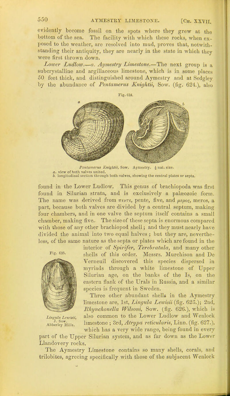 evidently become fossil on the spots where they grew at the bottom of the sea. The facility with which these rocks, when ex- posed to the weather, are resolved into mud, proves that, notwith- standing their antiquity, they are nearly in the state in which thev were first thrown down. Lower Ludlow.—a. Aymestry Limestone.—The next group is a subcrystalline and argillaceous limestone, which is in some places 50 feet thick, and distinguished around Aymestry and at Sedgley by the abundance of Pentamerus Knightii, Sow. (fig. 624.), also Fig. 624. Pentamerus Knightii, Sow. Ajraestry. ± nat. size. a. view of both valves united. b. longitudinal section through both valves, showing the central plates or septa. found in the Lower Ludlow. This genus of brachiopoda was first found in Silurian strata, and is exclusively a pakeozoic form. The name was derived from tvevte, pente, five, and yepoq, meros, a part, because both valves are divided by a central septum, making four chambers, and in one valve the septum itself contains a small chamber, making five. The size of these septa is enormous compared with those of any other brackiopod shell; and they must nearly have divided the animal into two equal halves ; but they are, neverthe- less, of the same nature as the septa or plates which are found in the interior of Spirifer, Terebratula, and many other shells of this order. Messrs. Murchison and De Verneuil discovered this species dispersed in myriads through a white limestone of Upper Silurian age, on the banks of the Is, on the eastern flank of the Urals in Russia, and a similar species is frequent in Sweden. Three other abundant shells in the Aymestry limestone are, 1st, Lingula Lewisii (fig. 625.); 2nd, Bhynchonella Wilsoni, Sow. (fig. 626.), which is also common to the Lower Ludlow and Wenlock limestone ; 3rd, Atrypa reticularis, Linn. (fig. 627.), which has a very wide range, being found in every part of the Upper Silurian system, and as far down as the Lower Llandovery rocks. The Aymestry Limestone contains so many shells, corals, and trilobites, agreeing specifically with those of the subjacent Wenlock Fig. 625. Lingula Lewisii, J. Sow. Abberley Hills.