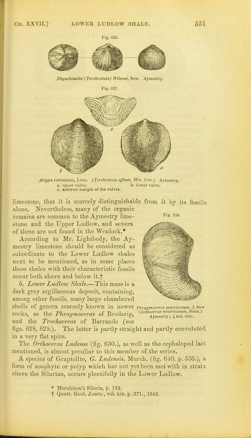 Fig. G26. Rhynchonclla (Terebratula) WUsoni, Sow. Aymestry. Fig. C27. Atrypa reticularis, Linn. (Tcrebralula ajftnis, Min. Con.) Aymestry. ' a. upper valve. b. lower valve. c. anterior margin of the valves. Fig. 628. limestone, that it is scarcely distinguishable from it by its fossils alone. Nevertheless, many of the organic remains are common to the Aymestry lime- stone and the Upper Ludlow, and severa of these are not found in the Wenlock.* According to Mr. Lightbody, the Ay- mestry limestone should be considered as subordinate to the Lower Ludlow shales next to be mentioned, as in some places these shales with their characteristic fossils occur both above and below it.f b. Lower Ludlow Shale.—This mass is a dark grey argillaceous deposit, containing, among other fossils, many large chambered shells of genera scarcely known in newer phragmocerasvmtricosum, j.sow rocks, as the Phragmoceras of Broderip, (0''rtAyrest^!Tnanize?in‘) and the Trochoceras of Barrande (see tigs. 628, 629.). The latter is partly straight and partly convoluted in a very flat spire. The Orthoceras Ludense (fig. 630.), as well as the cephalopod last mentioned, is almost peculiar to this member of the series. A species of Graptolite, G. Ludenais, Murch. (fig. 640. p. 556.), a form of zoophyte or polyp which has not yet been met with in strata above the Silurian, occurs plentifully in the Lower Ludlow. * Murchison’s Siluria, p. 133. f Quart. Geol. Journ., vol. xix. p. 371., 1863.