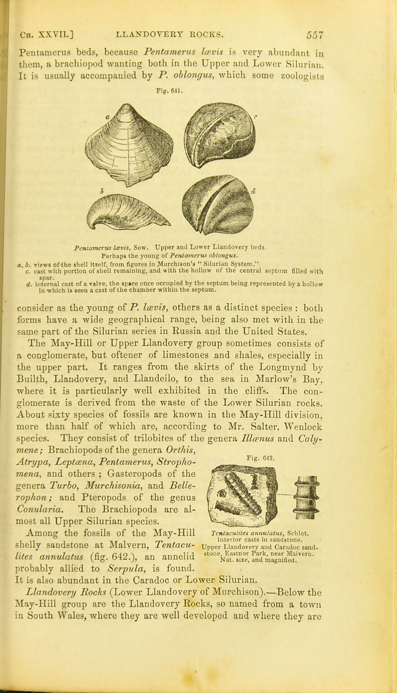 Pentamerus beds, because Pentamerus Icp.vis is very abundant in them, a brachiopod wanting both in the Upper and Lower Silurian. It is usually accompauied by P. oblongus, which some zoologists Fig. 641. Pentamerus Uevis, Sow. Upper and Lower Llandovery beds. Perhaps the young of Pentamerus ablotigus. a, b. views of the shell itself, from figures in >lurchison’s “ Silurian System.” c. cast with portion of shell remaining, and with the hollow of the central septum filled with spar. d. internal cast of a valve, the spice once occupied by the septum being represented by a hollow in which is seen a cast of the chamber within the septum. consider as the young of P. Icevis, others as a distinct species : both forms have a wide geographical range, being also met with in the same part of the Silurian series in Russia and the United States. The May-Hill or Upper Llandovery group sometimes consists of a conglomerate, but oftener of limestones and shales, especially in the upper part. It ranges from the skirts of the Longmynd by Builth, Llandovery, and Llandeilo, to the sea in Marlow’s Bay, where it is particularly well exhibited in the cliffs. The con- glomerate is derived from the waste of the Lower Silurian rocks. About sixty species of fossils are known in the May-Hill division, more than half of which are, according to Mr. Salter, Wenlock species. They consist of trilobites of the genera Illcenus and Caly- mene; Brachiopods of the genera Orthis, Atrypa, Leptcena, Pentamerus, Stropho- mena, and others ; Gasteropods of the genera Turbo, Murchisonia, and Belle- rophon; and Pteropods of the genus Conularia. The Brachiopods are al- most all Upper Silurian species. Among the fossils of the May-Hill Tentaculites annulatus, Sclilot. ... ° . ,T . rn Interior casts in sandstone. Shelly sandstone at iVlalvernj 1 67ltQ,CU~ Upper Llandovery and Caradoc sand- lites annulatus (fig. 642.), an annelid stoncka(.S8^ probably allied to Serpula, is found. It is also abundant in the Caradoc or Lower Silurian. Llandovery Rocks (Lower Llandovery of Murchison).—Below the May-Hill group are the Llandovery Rocks, so named from a town in South Wales, where they are well developed and where they are Fig. 642.