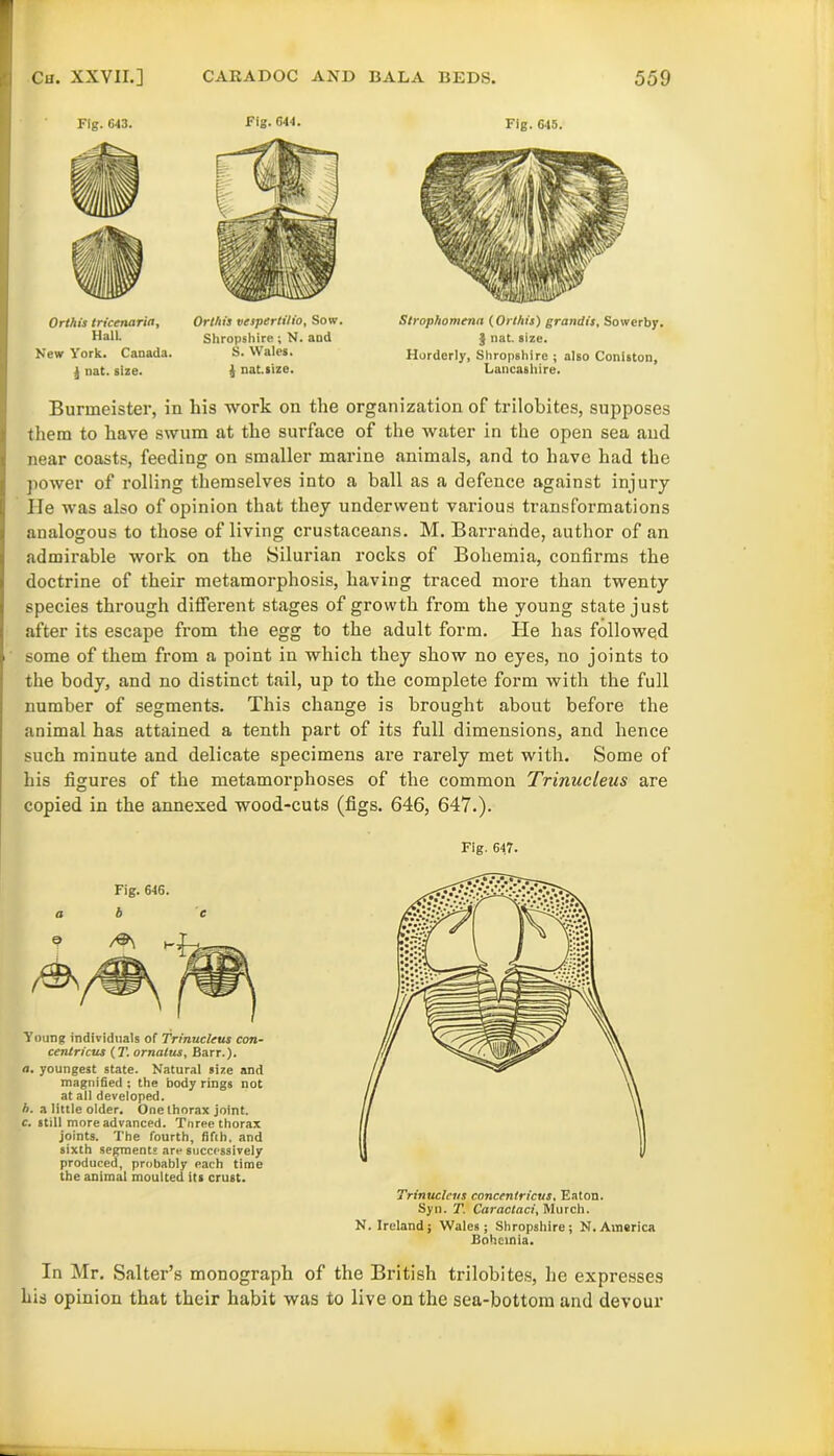 Fig. 643. Orthis tricenarin, Hall. New York. Canada. £ nat. size. Fig.644. Orthis vespertitio. Sow. Shropshire ; N. and S. Wales. £ nat.size. Fig. 645. Strophomena (Orthis) grandis, Sowcrby. J nat. size. Horderly, Shropshire ; also Coniston, Lancashire. Burmeister, in his work on the organization of trilobites, supposes them to have swum at the surface of the water in the open sea and near coasts, feeding on smaller marine animals, and to have had the power of rolling themselves into a ball as a defence against injury He was also of opinion that they underwent various transformations analogous to those of living crustaceans. M. Barrande, author of an admirable work on the Silurian rocks of Bohemia, confirms the doctrine of their metamorphosis, having traced more than twenty species through different stages of growth from the young state just after its escape from the egg to the adult form. He has followed some of them from a point in which they show no eyes, no joints to the body, and no distinct tail, up to the complete form with the full number of segments. This change is brought about before the animal has attained a tenth part of its full dimensions, and hence such minute and delicate specimens are rarely met with. Some of his figures of the metamorphoses of the common Trinucleus are copied in the annexed wood-cuts (figs. 646, 647.). Fig. 647. Fig. 646. a b c Young individuals of Trinucleus con- centricus (T.ornalus, Barr.). a. youngest state. Natural size and magnified ; the body rings not at all developed. b. a little older. One thorax joint. c. still more advanced. Tnree thorax joints. The fourth, fifch, and sixth segments are successively produced, probably each time the animal moulted its crust. Trinuclcus concentricus, Eaton. Syn. T. Caractaci, Murch. N. Ireland; Wales; Shropshire; N. America Bohemia. In Mr. Salter’s monograph of the British trilobites, he expresses his opinion that their habit was to live on the sea-bottom and devour