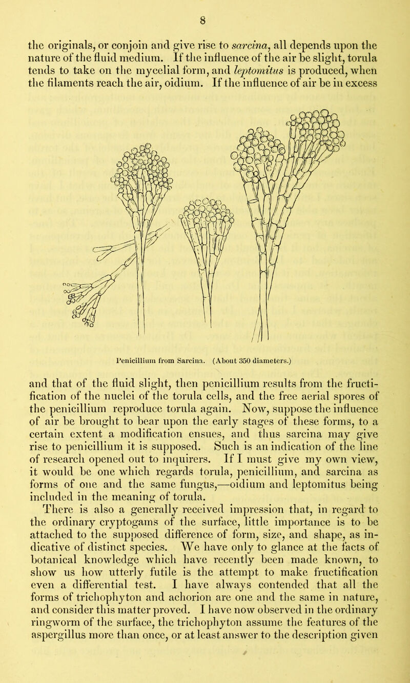 the originals, or conjoin and give rise to sarcina, all depends upon the nature of the fluid medium. If the influence of the air be slight, torula tends to take on the mycelial form, and leptomitus is produced, when the filaments reach the air, oidium. If the influence of air be in excess Penicillium from Sarcina. (About 350 diameters.) and that of the fluid slight, then penicillium results from the fructi- fication of the nuclei of the torula cells, and the free aerial spores of the penicillium reproduce torula again. Now, suppose the influence of air be brought to bear upon the early stages of these forms, to a certain extent a modification ensues, and thus sarcina may give rise to penicillium it is supposed. Such is an indication of the line of research opened out to inquirers. If I must give my own view, it would be one which regards torula, penicillium, and sarcina as forms of one and the same fungus,—oidium and leptomitus being included in the meaning of torula. There is also a generally received impression that, in regard to the ordinary cryptogams of the surface, little importance is to be attached to the supposed difference of form, size, and shape, as in- dicative of distinct species. We have only to glance at the facts of botanical knowledge which have recently been made known, to show us how utterly futile is the attempt to make fructification even a differential test. I have always contended that all the forms of trichophyton and achorion are one and the same in nature, and consider this matter proved. I have now observed in the ordinary ringworm of the surface, the trichophyton assume the features of the aspergillus more than once, or at least answer to the description given