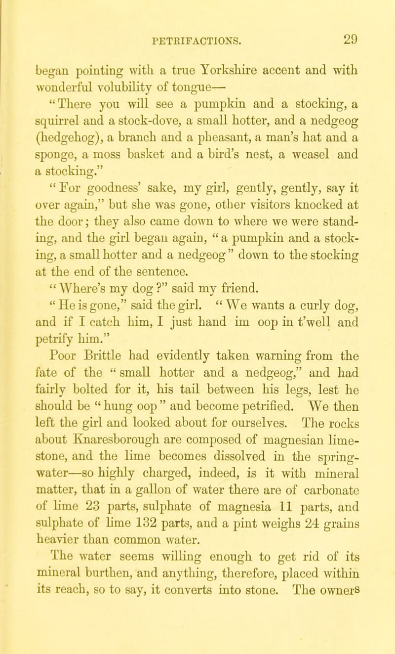 began pointing with a true Yorkshire accent and with wonderful volubility of tongue— “There you will see a pumpkin and a stocking, a squirrel and a stock-dove, a small hotter, and a nedgeog (hedgehog), a branch and a pheasant, a man’s hat and a sponge, a moss basket and a bird’s nest, a weasel and a stocking.” “ For goodness’ sake, my girl, gently, gently, say it over again,” but she was gone, other visitors knocked at the door; they also came down to where we were stand- ing, and the girl began again, “ a pumpkin and a stock- ing, a small hotter and a nedgeog ” down to the stocking at the end of the sentence. “ Where’s my dog ?” said my friend. “ He is gone,” said the girl. “ We wants a curly dog, and if I catch him, I just hand im oop in t’well and petrify him.” Poor Brittle had evidently taken warning from the fate of the “ small hotter and a nedgeog,” and had fairly bolted for it, his tail between his legs, lest he should be “hung oop” and become petrified. We then left the gM and looked about for ourselves. The rocks about Knaresborough are composed of magnesian lime- stone, and the lime becomes dissolved in the spring- water—so highly charged, indeed, is it with mineral matter, that in a gallon of water there are of carbonate of lime 23 parts, sulphate of magnesia 11 parts, and sulphate of hme 132 parts, and a pint weighs 24 grains heavier than common water. The water seems willing enough to get rid of its mineral burthen, and anything, therefore, placed within its reach, so to say, it converts into stone. The owners