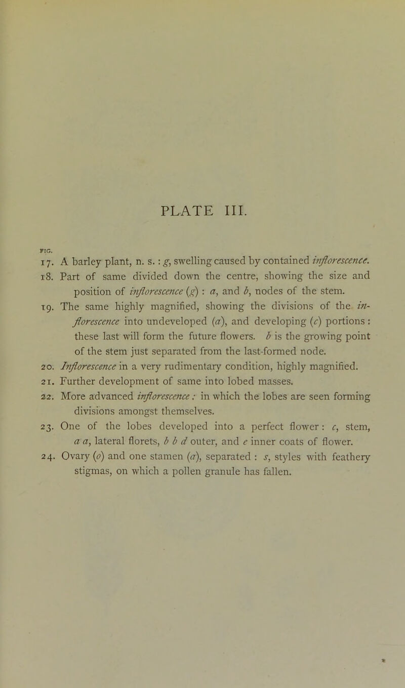 FIG. 17. A barley plant, n. s.: g, swelling caused by contained inflorescence. 18. Part of same divided down the centre, showing the size and position of inflorescence (g) : a, and b, nodes of the stem. 19. The same highly magnified, showing the divisions of the in- florescence into undeveloped (a), and developing (c) portions: these last will form the future flowers, b is the growing point of the stem just separated from the last-formed node. 20. brflorescence in a very rudimentary condition, highly magnified. 21. Further development of same into lobed masses. 22. More advanced inflorescence: in which the lobes are seen forming divisions amongst themselves. 23. One of the lobes developed into a perfect flower: c, stem, a a, lateral florets, b b d outer, and e inner coats of flower. 24. Ovary (0) and one stamen (a), separated : s, styles with feathery stigmas, on which a pollen granule has fallen.