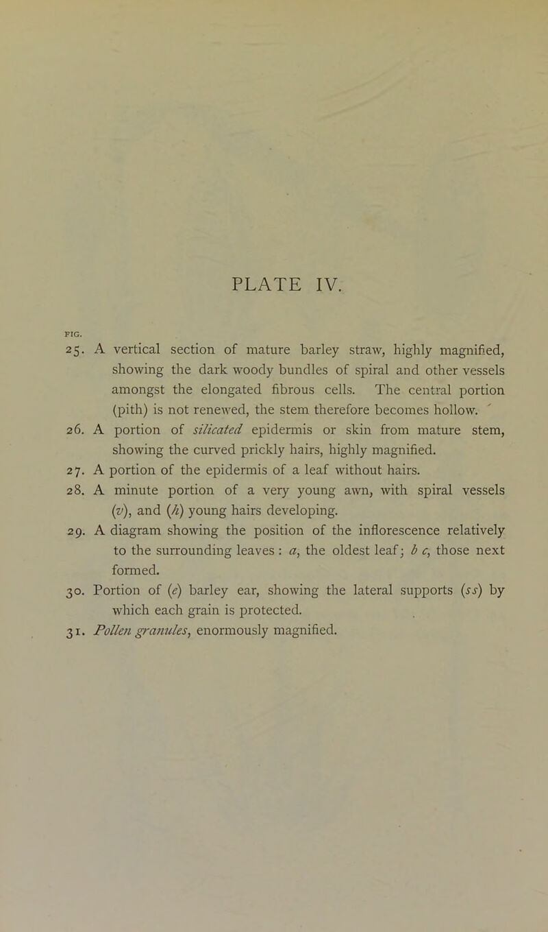 FIG. 25. A vertical section of mature barley straw, highly magnified, showing the dark woody bundles of spiral and other vessels amongst the elongated fibrous cells. The central portion (pith) is not renewed, the stem therefore becomes hollow. 26. A portion of silicated epidermis or skin from mature stem, showing the curved prickly hairs, highly magnified. 27. A portion of the epidermis of a leaf without hairs. 28. A minute portion of a very young awn, with spiral vessels (v), and (h) young hairs developing. 29. A diagram showing the position of the inflorescence relatively to the surrounding leaves : a, the oldest leaf; b e, those next formed. 30. Portion of (e) barley ear, showing the lateral supports (ss) by which each grain is protected. 31. Pollen granules, enormously magnified.