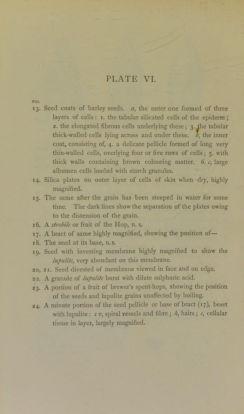 FIG. 13. Seed coats of barley seeds, a, the outer one formed of three layers of cells : 1. the tabular silicated cells of the epiderm; 2. the elongated fibrous cells underlying these; 3-^he tabular thick-walled cells lying across and under these. b, the inner coat, consisting of, 4. a delicate pellicle formed of long very thin-walled cells, overlying four or five rows of cells; 5. with thick walls containing brown colouring matter. 6. c, large albumen cells loaded with starch granules. 14. Silica plates on outer layer of cells of skin when dry, highly magnified. 15. The same after the grain has been steeped in water for some time. The dark lines show the separation of the plates owing to the distension of the grain. 16. A strobile or fruit of the Hop, n. s. 17. A bract of same highly magnified, showing the position of— 18. The seed at its base, n.s. 19. Seed with investing membrane highly magnified to show the lupulitc, very abundant on this membrane. 20. 21. Seed divested of membrane viewed in face and on edge. 22. A granule of lupulite burst with dilute sulphuric acid. 23. A portion of a fruit of brewer’s spent-hops, showing the position of the seeds and lupulite grains unaffected by boiling. 24. A minute portion of the seed pellicle or base of bract (17), beset with lupulite : s v, spiral vessels and fibre; h, hairs ; c, cellular tissue in layer, largely magnified.