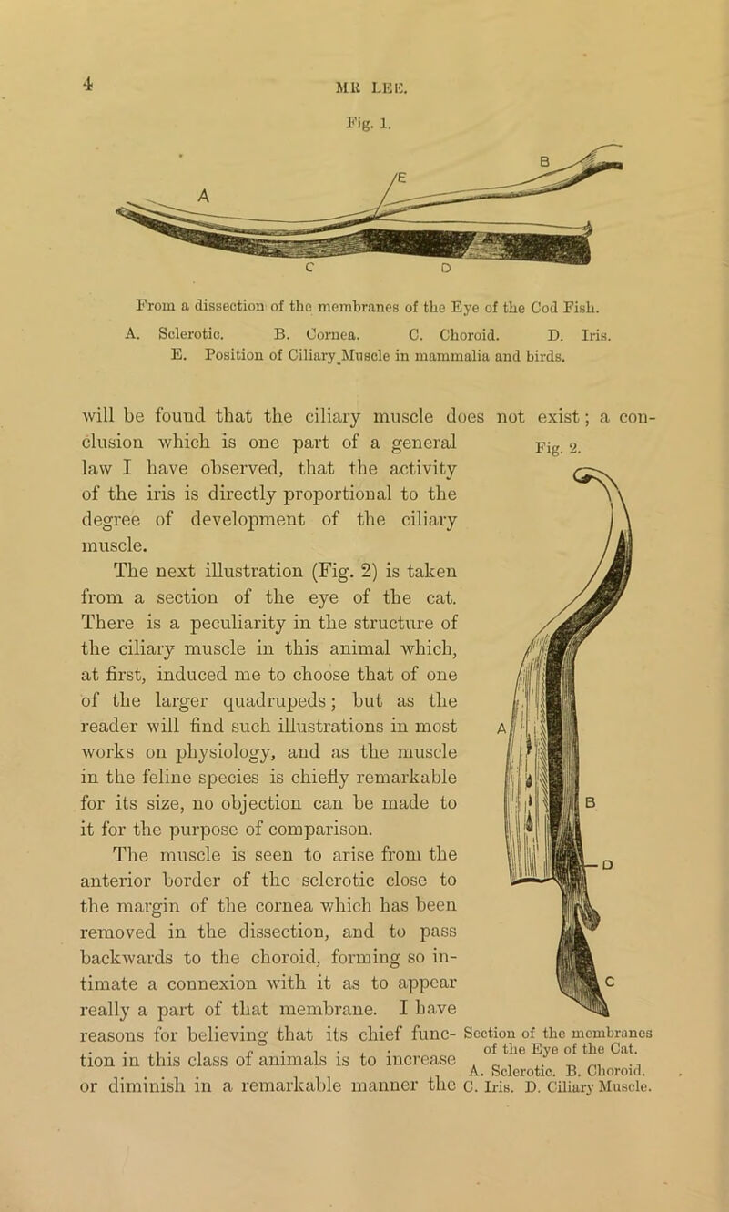 Mli LEU Fig- 1. From a dissection of the membranes of the Eye of the Cod Fish. A. Sclerotic. B. Cornea. C. Choroid. D. Iris. E. Position of Ciliary Muscle in mammalia and birds. will be found that the ciliary muscle does not exist; a con- clusion which is one part of a general j?jg 2. law I have observed, that the activity of the iris is directly proportional to the degree of development of the ciliary muscle. The next illustration (Fig. 2) is taken from a section of the eye of the cat. There is a peculiarity in the structure of the ciliary muscle in this animal which, at first, induced me to choose that of one of the larger quadrupeds; but as the reader will find such illustrations in most works on physiology, and as the muscle in the feline species is chiefly remarkable for its size, no objection can be made to M i* Will b it for the purpose of comparison. The muscle is seen to arise from the anterior border of the sclerotic close to the margin of the cornea which has been removed in the dissection, and to pass backwards to the choroid, forming so in- timate a connexion with it as to appear really a part of that membrane. I have reasons for believing that its chief fuilC- Section of the membranes ,. • ,, • i r ■ i • < of the Eye of the Cat. tion in this class ot animals is to increase ,. _ , A. Sclerotic. B. Choroid. or diminish in a remarkable manner the c. Iris. D. Ciliary Muscle. ■ D