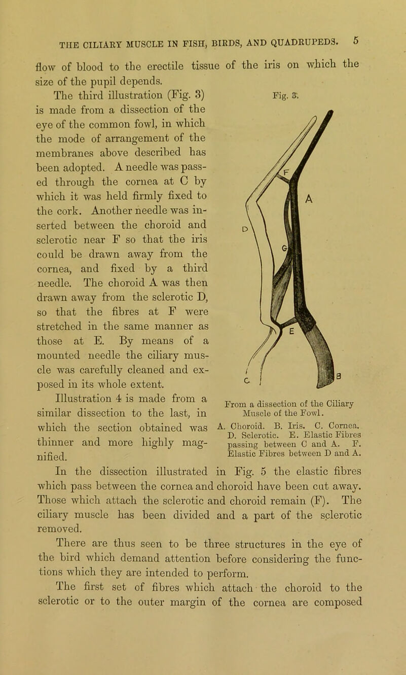 Fig. 3'. flow of blood to the erectile tissue of the iris on which the size of the pupil depends. The third illustration (Fig. 3) is made from a dissection of the eye of the common fowl, in which the mode of arrangement of the membranes above described has been adopted. A needle was pass- ed through the cornea at C by which it was held firmly fixed to the cork. Another needle was in- serted between the choroid and sclerotic near F so that the iris could be drawn away from the cornea, and fixed by a third needle. The choroid A was then drawn away from the sclerotic D, so that the fibres at F were stretched in the same manner as those at E. By means of a mounted needle the ciliary mus- cle was carefully cleaned and ex- posed in its whole extent. Illustration 4 is made from a similar dissection to the last, in which the section obtained was A. Choroid. B. Iris. C. Cornea. ,, . , _ . , , D. Sclerotic. E. Elastic Fibres thinner and more highly mag- passing between c and A. F. Elastic Fibres between D and A. In the dissection illustrated in Fig. 5 the elastic fibres which pass between the cornea and choroid have been cut away. Those which attach the sclerotic and choroid remain (F). The ciliary muscle has been divided and a part of the sclerotic removed. There are thus seen to be three structures in the eye of the bird which demand attention before considering the func- tions which they are intended to perform. The first set of fibres which attach the choroid to the sclerotic or to the outer margin of the cornea are composed From a dissection of tbe Ciliary Muscle of the Fowl.