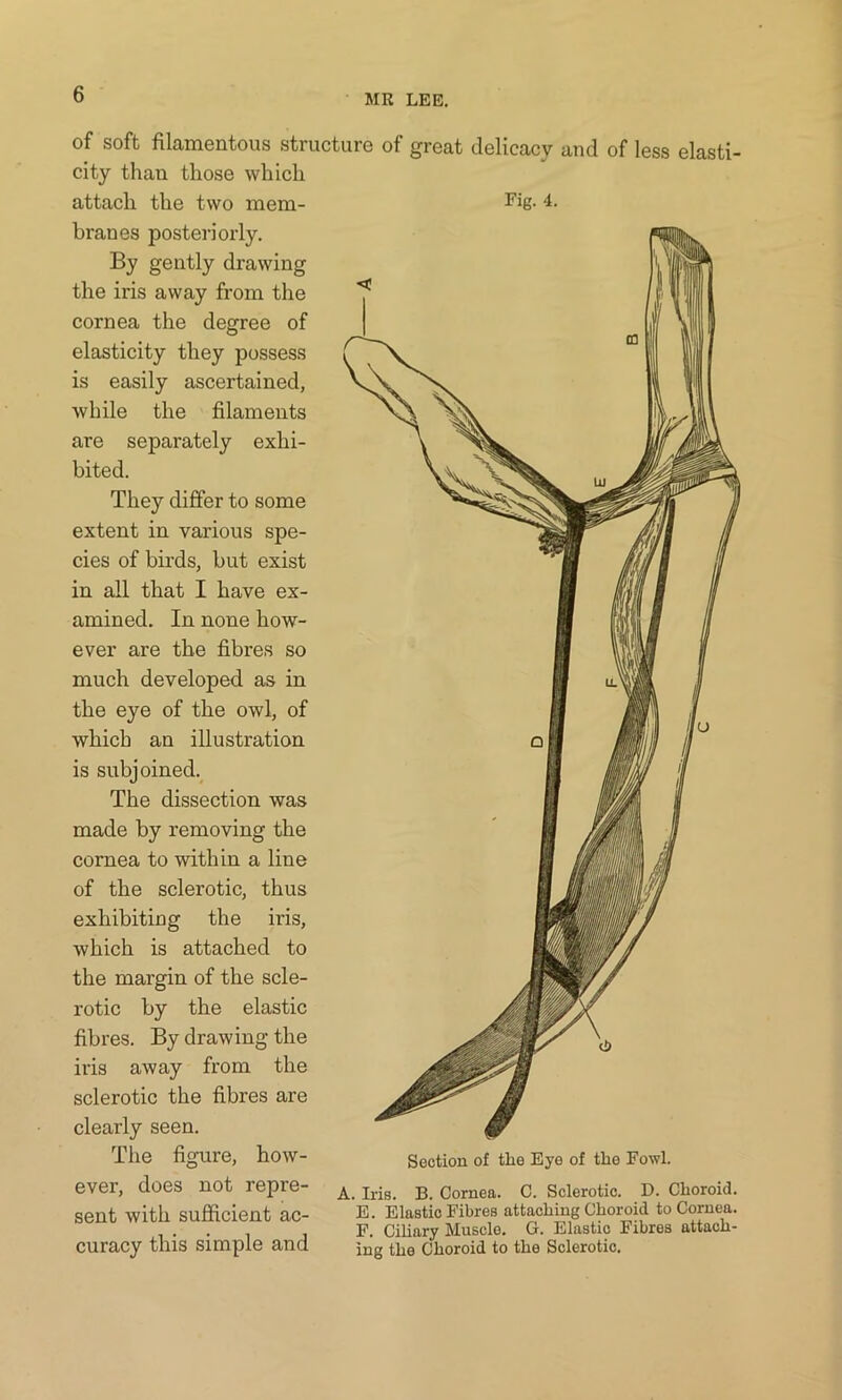 of soft filamentous structure of great delicacy and of less elasti- city than those which attach the two mem- FiK- 4- branes posteriorly. By gently drawing the iris away from the cornea the degree of elasticity they possess is easily ascertained, while the filaments are separately exhi- bited. They differ to some extent in various spe- cies of birds, but exist in all that I have ex- amined. In none how- ever are the fibres so much developed as in the eye of the owl, of which an illustration is subjoined. The dissection was made by removing the cornea to within a line of the sclerotic, thus exhibiting the iris, which is attached to the margin of the scle- rotic by the elastic fibres. By drawing the iris away from the sclerotic the fibres are clearly seen. The figure, how- ever, does not repre- sent with sufficient ac- curacy this simple and Section of the Eye of the Fowl. A. Iris. B. Cornea. C. Sclerotic. D. Choroid. E. Elastic Fibres attaching Choroid to Cornea. F. Ciliary Muscle. G. Elastic Fibres attach- ing the Choroid to the Sclerotic.