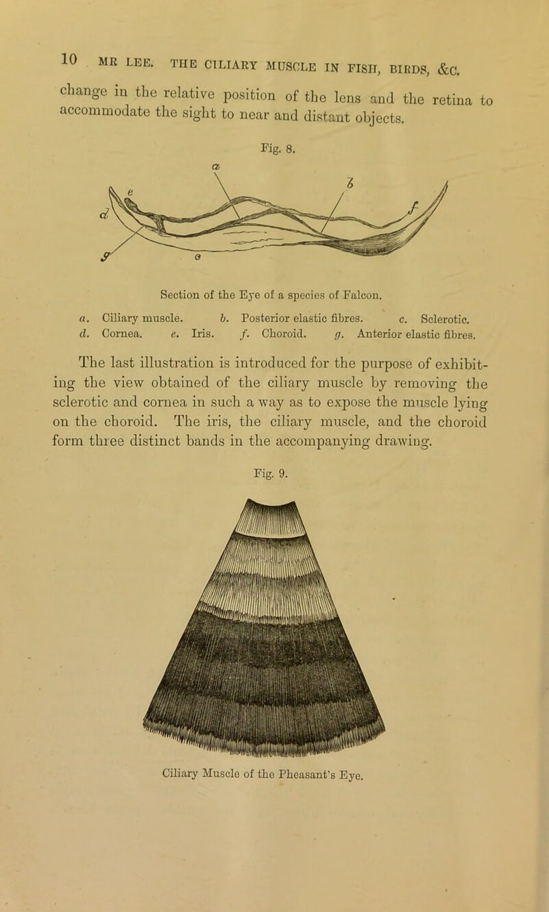 change in the relative position of the lens and the retina to accommodate the sight to near and distant objects. Fig. 8. a Section of the Eye of a species of Falcon. a. Ciliary muscle. b. Posterior elastic fibres. c. Sclerotic. d. Cornea. e. Iris. /. Choroid. g. Anterior elastic fibres. The last illustration is introduced for the purpose of exhibit- ing the view obtained of the ciliary muscle by removing the sclerotic and cornea in such a way as to expose the muscle lying on the choroid. The iris, the ciliary muscle, and the choroid form three distinct bands in the accompanying drawing. Fig. 9. Ciliary Muscle of the Pheasant’s Eye.
