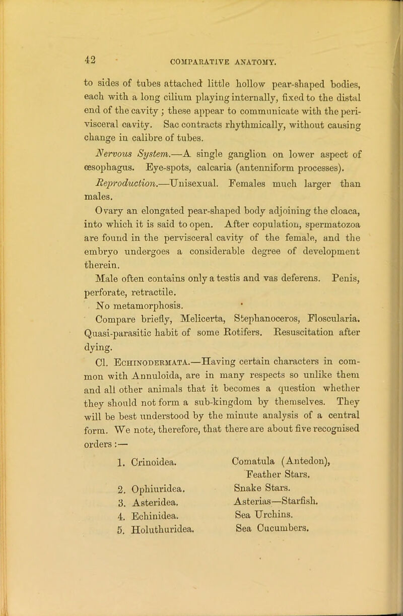to sides of tubes attached little hollow pear-shaped bodies, each with a long cilium playing internally, fixed to the distal end of the cavity; these appear to communicate with the peri- visceral cavity. Sac contracts rhythmically, without causing change in calibre of tubes. Nervous System.—A single ganglion on lower aspect of oesophagus. Eye-spots, calcaria (antenniform processes). Reproduction.—Unisexual. Females much larger than males. Ovary an elongated pear-shaped body adjoining the cloaca, into which it is said to open. After copulation, spermatozoa are found in the pervisceral cavity of the female, and the embryo undergoes a considerable degree of development therein. Male often contains only a testis and vas deferens. Penis, perforate, retractile. Ho metamorphosis. Compare briefly, Melicerta, Stephanoceros, Floscularia. Quasi-parasitic habit of some Rotifers. Resuscitation after dying. Cl. Echinodermata.—Having certain characters in com- mon with Annuloida, are in many respects so unlike them and all other animals that it becomes a question whether they should not form a sub-kingdom by themselves. They will be best understood by the minute analysis of a central form. We note, therefore, that there are about five recognised orders:— 1. Crinoidea. 2. Ophiuridea. 3. Asteridea. 4. Echinidea. 5. Holuthuridea. Comatula (Antedon), Feather Stars. Snake Stars. Astei’ias—Starfish. Sea Urchins. Sea Cucumbers.
