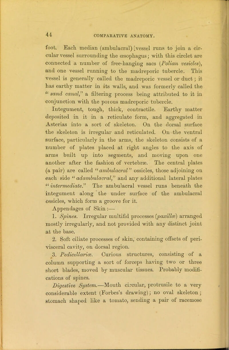 foot. Each median (ambulacral) [vessel runs to join a cir- cular vessel surrounding the oesophagus; with this circlet are connected a number of free-hanging sacs [Polian vesicles), and one vessel running to the madreporic tubercle. This vessel is generally called the madreporic vessel or duct; it has earthy matter in its walls, and was formerly called the “ sand canal, a filtering process being attributed to it in conjunction with the porous madreporic tubercle. Iutegument, tough, thick, contractile. Earthy matter deposited in it in a reticulate form, and aggregated in Asterias into a sort of skeleton. On the dorsal surface the skeleton is irregular and reticulated. On the ventral surface, particularly in the arms, the skeleton consists of a number of plates placed at right angles to the axis of arms built up into segments, and moving upon one another after the fashion of vertebrae. The central plates (a pair) are called 11 ambulacral ossicles, those adjoining on each side “ adambulacral,” and any additional lateral plates “ intermediate.” The ambulacral vessel runs beneath the integument along the under surface of the ambulacral ossicles, which form a groove for it. Appendages of Skin :— 1. Spines. Irregular multifid processes (j)axillce) arranged mostly irregularly, and not provided with any distinct joint at the base. 2. Soft ciliate processes of skin, containing offsets of peri- visceral cavity, on dorsal region. 3. Pedicellarice. Curious structures, consisting of a column supporting a sort of forceps having two or three short blades, moved by muscular tissues. Probably modifi- cations of spines. Digestive System.—Mouth circular, protrusile to a very considerable extent (Forbes’s drawing); no oval skeleton ; stomach shaped like a tomato, sending a pair of racemose