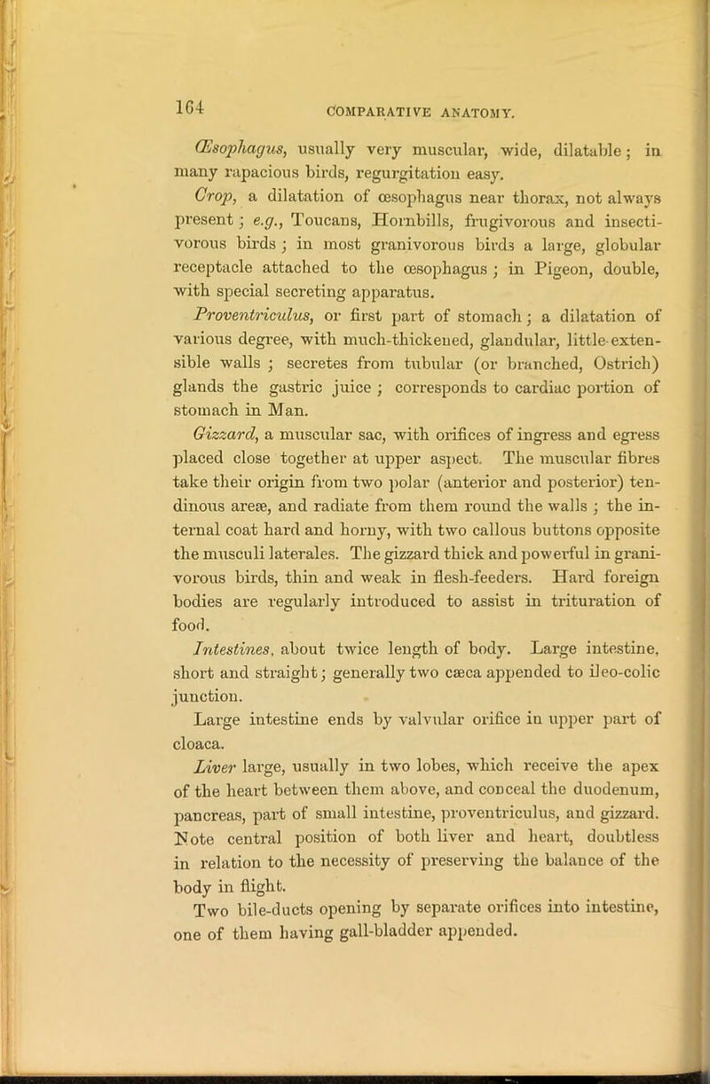 1G4 (Esophagus, usually very muscular, wide, dilatable; in many rapacious birds, regurgitation easy. Crop, a dilatation of oesophagus near thorax, not always present ; e.g., Toucans, Hornbills, frugivorous and insecti- vorous birds ; in most granivorous birds a large, globular receptacle attached to the oesophagus ; in Pigeon, double, with special secreting apparatus. Proventriculus, or first part of stomach; a dilatation of various degree, with much-thickeued, glandular, little-exten- sible walls ; secretes from tubular (or branched, Ostrich) glands the gastric juice ; corresponds to cardiac portion of stomach in Man. Gizzard, a muscular sac, with oi’ifices of ingress and egress placed close together at upper aspect. The muscular fibres take their origin from two polar (anterior and posterior) ten- dinous arete, and radiate from them round the walls ; the in- ternal coat hard and horny, with two callous buttons opposite the musculi laterales. The gizzard thick and powerful in grani- vorous birds, thin and weak in flesh-feeders. Hard foreign bodies are regularly introduced to assist in trituration of food. Intestines, about twice length of body. Large intestine, short and straight; generally two caeca appended to ileo-colic junction. Large intestine ends by valvular orifice in upper part of cloaca. Liver large, usually in two lobes, which receive the apex of the heart between them above, and conceal the duodenum, pancreas, part of small intestine, proventriculus, and gizzard. Note central position of both liver and heart, doubtless in relation to the necessity of preserving the balance of the body in flight. Two bile-ducts opening by separate orifices into intestine, one of them having gall-bladder appended.