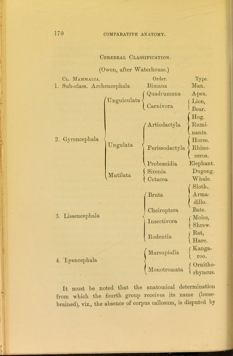 Cerebral Classification. (Owen, after Waterhouse.) Cl. Mammalia. Order. 1. Sub-class. Archencephala Bimana {Quadrumana Carnivora Type. Man. 2. Gyrencephala 4. Lyencephala Ungulata Mutilata 3. Lissencephala ' Artiodactyla Perissodactyla v Proboscidia ! Siren ia Cetacea Bruta Cheiroptera Insectivora Rodentia Marsupialia Monotremata ceros. Elephant. Dugong. Whale. / Sloth. } Arma- ( dillo. Bats. ( Moles, ( Shrew, i' Rat, ( Hare. C Kanga- ( roo. f Ornitho- ( rhyncus. It must be noted that the anatomical determination from which the fourth group receives its name (loose- brained), viz., the absence of corpus callosum, is disputed by