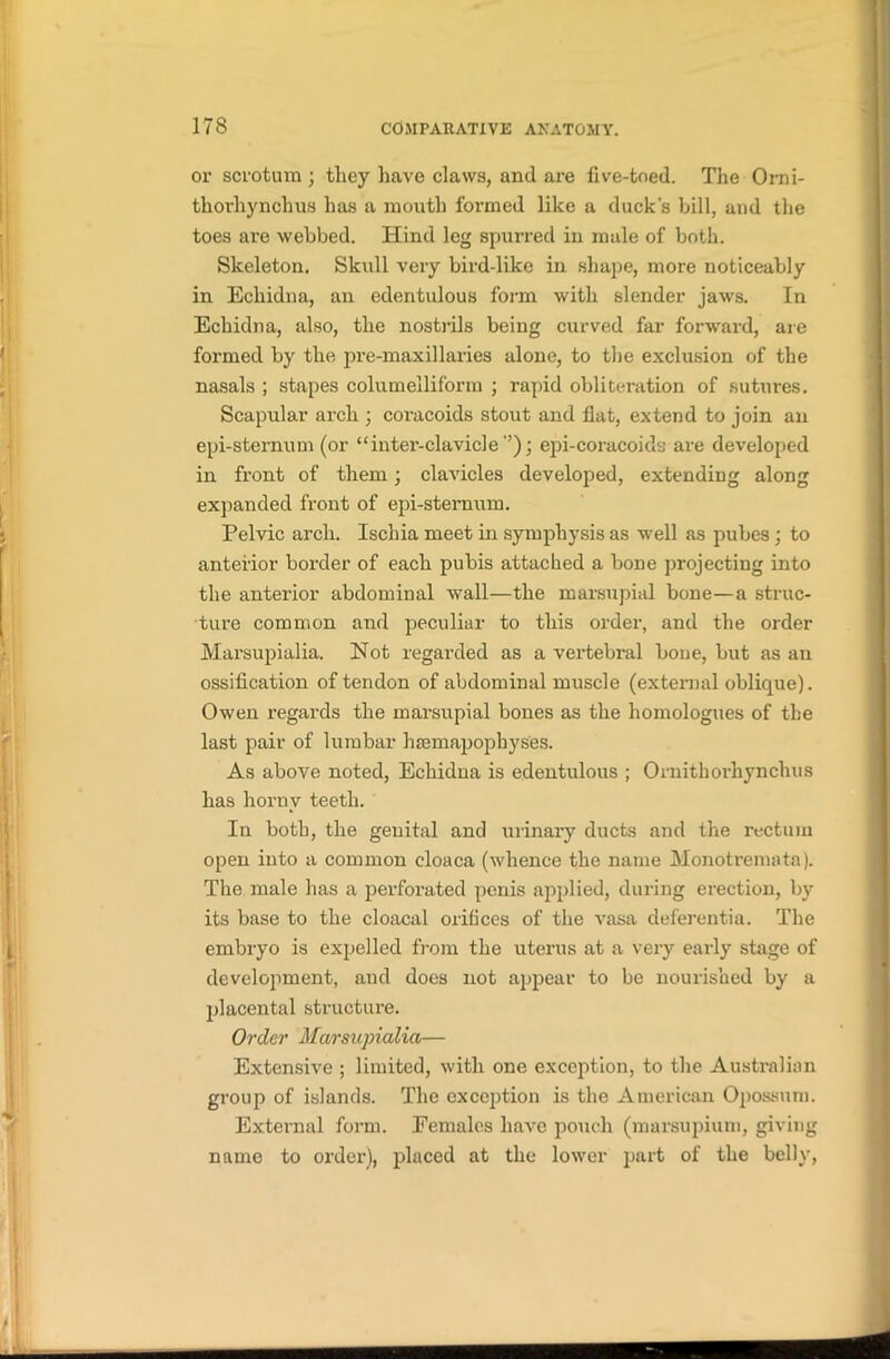 17S or scrotum ; tliey have claws, and are five-toed. The Omi- thorhynchus has a mouth formed like a duck's bill, and the toes are webbed. Hind leg spurred in male of both. Skeleton. Skull very bird-like in shape, more noticeably in Echidna, an edentulous form with slender jaws. In Echidna, also, the nostrils being curved far forward, are formed by the pre-maxillaries alone, to the exclusion of the nasals ; stapes columelliform ; rapid obliteration of sutures. Scapular arch ; coracoids stout and flat, extend to join an epi-sternum (or “inter-clavicle'’); epi-coracoids are developed in front of them; clavicles developed, extending along expanded front of epi-sternum. Pelvic arch. Ischia meet in symphysis as well as pubes ; to anterior border of each pubis attached a bone projecting into the anterior abdominal wall—the marsupial bone—a struc- ture common and peculiar to this order, and the order Mai’supialia. Not regarded as a vertebral bone, but as an ossification of tendon of abdominal muscle (external oblique). Owen regards the marsupial bones as the homologues of the last pair of lumbar hsemapophyses. As above noted, Echidna is edentulous ; Ornithoi-hynchus has horny teeth. In both, the genital and urinary ducts and the rectum open into a common cloaca (whence the name Monotremata). The male has a perforated penis applied, during erection, by its base to the cloacal orifices of the vasa deferentia. The embryo is expelled from the uterus at a very early stage of development, and does not appear to be nourished by a placental structure. Order Marsupialia— Extensive ; limited, with one exception, to the Australian group of islands. The exception is the American Opossum. External form. Females have pouch (marsupium, giving name to order), placed at the lower part of the belly,