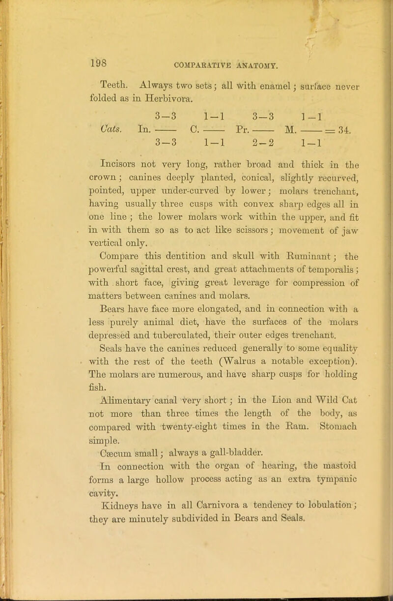 Teeth. Always two sets; all with enamel; surface never folded as in Iierbivora. 3-3 1-1 3-3 1-1 Cats. In. C. Pr. M. — 34. 3-3 1-1 2-2 1-1 Incisors not very long, rather broad and thick in the crown; canines deeply planted, conical, slightly recurved, pointed, upper under-curved by lower; molars trenchant, having usually three cusps with convex sharp edges all in one line ; the lower molars work within the upper, and fit in with them so as to act like scissors; movement of jaw vertical only. Compare this dentition and skull with Ruminant; the powerful sagittal crest, and great attachments of temporalis; with short face, giving great leverage for compression of mattei’s between canines and molars. Bears have face more elongated, and in connection with a less purely animal diet, have the surfaces of the molars depressed and tuberculated, their outer edges trenchant. Seals have the canines reduced generally to some equality with the rest of the teeth (Walrus a notable exception). The molars are numerous, and have sharp cusps for holding fish. Alimentary canal very short ; in the Lion and Wild Cat not more than three times the length of the body, as compared with twenty-eight times in the Ram. Stomach simple. Caecum small; always a gall-bladder. In connection with the organ of hearing, the mastoid forms a large hollow process acting as an extra tympanic cavity. Kidneys have in all Carnivora a tendency to lobulation; they are minutely subdivided in Bears and Seals.