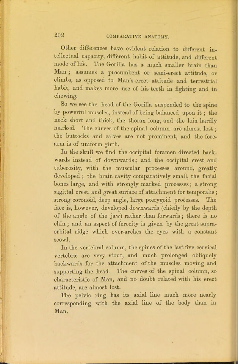 Other differences have evident relation to different in- tellectual capacity, different habit of attitude, and different mode of life. The Gorilla has a much smaller brain than Man ; assumes a procumbent or semi-erect attitude, or climbs, as opposed to Man’s erect attitude and terrestrial habit, and makes more use of his teeth in fighting and in chewiug. So we see the head of the Goi’illa suspended to the spine by powerful muscles, instead of being balanced upon it; the neck short and thick, the thorax long, and the loin hardly marked. The curves of the spinal column are almost lost; the buttocks and calves are not prominent, and the fore- arm is of uniform girth. In the skull we find the occipital foramen directed back- wards instead of downwards ; and the occipital crest and tuberosity, with the muscular processes around, greatly developed ; the brain cavity comparatively small, the facial bones large, and with strongly marked processes; a strong sagittal ci’est, and great surface of attachment for temporalis; strong coronoid, deep angle, large pterygoid processes. The face is, however, developed downwards (chiefly by the depth of the angle of the jaw) rather than forwards; there is no chin ; and an aspect of ferocity is given by the great supra- orbital ridge which over-arches the eyes with a constant scowl. In the vertebral column, the spines of the last five cervical vertebrae are very stout, and much prolonged obliquely backwards for the attachment of the muscles moving and supporting the head. The curves of the spinal column, so characteristic of Man, and no doubt related with his erect attitude, are almost lost. The pelvic ring has its axial line much more nearly corresponding with the axial line of the body than in Man.