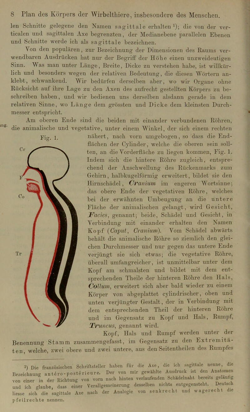 len Schnitte gelegene den Namen sagittale erhalten1); die von der vor- ticalen und sagittalen Axe begrenzten, der Medianehene parallelen Ebenen und Schnitte werde ich als sagittale bezeichnen. Von den populären, zur Bezeichnung der Dimensionen des Raums ver- wendbaren Ausdrücken hat nur der Begriff der Höhe einen unzweideutigen Sinn. AVas mau unter Länge, Breite, Dicke zu verstehen habe, ist willkür- lich und besonders wegen der relativen Bedeutung, die diesen Wörtern an- klebt, schwankend. Wir bedürfen derselben aber, wo wir Organe ohne Rücksicht auf ihre Lage zu den Axen des aufrecht gestellten Körpers zu be- schreiben haben, und wir bedienen uns derselben alsdann gerade in dem l’elativen Sinne, wo Länge dem grössten und Dicke dem kleinsten Durch- messer entspricht. Am oberen Ende sind die beiden mit einander verbundenen Röhren, die animalische und vegetative, unter einem Winkel, der sich einem rechten Fig. 1. nähert, nach vorn umgebogen, so dass die End- flächen der Cylinder, welche die oberen sein soll- ten, an die Vorderfläche zu liegen kommen, Fig. 1. Indem sich die hintere Röhre zugleich, entspre- chend der Anschwellung des Rückenmarks zum Gehirn, halbkugelförmig erweitert, bildet sie den Hirnschädel, Cvanium im engeren Wortsinne; das obere Ende der vegetativen Röhre, welches bei der erwähnten Umbeugung an die untere Fläche der animalischen gelangt, wird Gesicht, Facies, genannt; beide, Schädel und Gesicht, in Verbindung mit einander erhalten den Namen Kopf (Caput, Cranium). Vom Schädel abwärts behält die animalische Röhre so ziemlich den glei- chen Durchmesser und nur gegen das untere Ende verjüngt sie sich etwas; die vegetative Röhre, überall umfangreicher, ist unmittelbar unter dem Kopf am schmälsten und bildet mit dem ent- sprechenden Theile der hinteren Röhre den Hals, Collum, erweitert sich aber bald wieder zu einem Körper von abgeplattet cylindrischer, oben und unten verjüngter Gestalt , der in Verbindung mit dem entsprechenden Theil der hinteren Röhre und im Gegensatz zu Kopf und Hals, Rumpf, Ti *uncus, genannt wird. Kopf, Hals und Rumpf werden unter der Benennung Stamm zusammengefasst, im Gegensatz zu den Extremitä- ten, welche, zwei obere und zwei untere, aus den Seitentheilen des Rumples l) Die französischen Schriftsteller haben für die Axe, die ich sagittale nenne, die Bezeichnung ant6ro-posterieure. Der von mir gewählte Ausdruck ist den Anatomen von einer Tn der Richtung von vorn nach hinten verlaufenden Schädelnaht bereits gelauhg und ich glaube, dass einer Verallgemeinerung desselben nichts eutgegensteht. Deutsch liessc sich die sagittale Axe nach der Analogie von senkrecht und wagerecht die pfeilrechte nennen.
