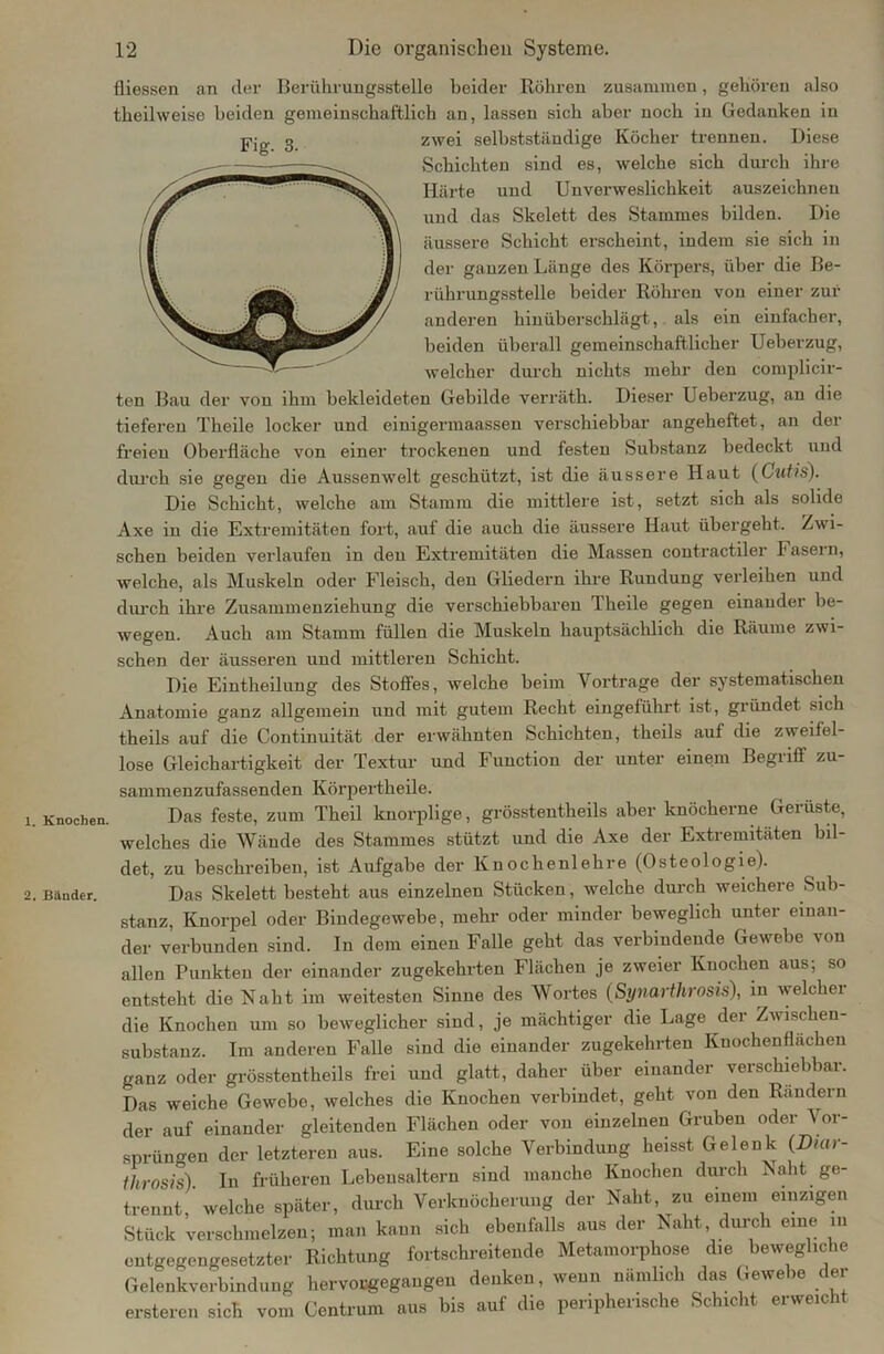 X. Knochen. 2. Bänder. 12 Die organischen Systeme. (Hessen an der Berührungsstelle beider Röhren zusammen, gehören also theilweise beiden gemeinschaftlich an, lassen sich aber noch in Gedanken in zwei selbstständige Köcher trennen. Diese Schichten sind es, welche sich durch ihre Härte und Unverweslichkeit auszeichnen und das Skelett des Stammes bilden. Die äussere Schicht erscheint, indem sie sich in der ganzen Länge des Körpers, über die Be- rührungsstelle beider Röhren von einer zur anderen hinüberschlägt, als ein einfacher, beiden überall gemeinschaftlicher Ueberzug, welcher durch nichts mehr den complicir- ten Bau der von ihm bekleideten Gebilde verräth. Dieser Ueberzug, an die tieferen Theile locker und einigermaassen verschiebbar angeheftet, an der freien Oberfläche von einer trockenen und festen Substanz bedeckt und durch sie gegen die Aussenwelt geschützt, ist die äussere Haut (Cutis). Die Schicht, welche am Stamm die mittlere ist, setzt sich als solide Axe in die Extremitäten fort, auf die auch die äussere Haut übergeht. Zwi- schen beiden verlaufen in den Extremitäten die Massen contractiler Fasern, welche, als Muskeln oder Fleisch, den Gliedern ihre Rundung vei'leihen und durch ihre Zusammenziehung die verschiebbaren Theile gegen einander be- wegen. Auch am Stamm füllen die Muskeln hauptsächlich die Räume zwi- schen der äusseren und mittleren Schicht. Die Eintheilung des Stoffes, welche beim Vorträge der systematischen Anatomie ganz allgemein und mit gutem Recht eingeführt ist, gründet sich theils auf die Continuität der erwähnten Schichten, theils auf die zweifel- lose Gleichartigkeit der Textur und Function der unter einem Begriff zu- sammenzufassenden Körpertheile. Das feste, zum Theil knorplige , grösstentheils aber knöcherne Gerüste, welches die Wände des Stammes stützt und die Axe der Extremitäten bil- det, zu beschreiben, ist Aufgabe der Knochenlehre (Osteologie). Das Skelett besteht aus einzelnen Stücken, welche durch weichere Sub- stanz, Knorpel oder Bindegewebe, mehr oder minder beweglich unter einan- der verbunden sind. In dem einen Falle geht das verbindende Gewebe von allen Punkten der einander zugekehrten Flächen je zweier Knochen aus; so entsteht die Naht im weitesten Sinne des Wortes (Synarthrosis), in welcher die Knochen um so beweglicher sind, je mächtiger die Lage der Zwischen- substanz. Im anderen Falle sind die einander zugekehrten Kuochenflachen ganz oder grösstentheils frei und glatt, daher über einander verschiebbar. Das weiche Gewebe, welches die Knochen verbindet, geht von den Rändern der auf einander gleitenden Flächen oder von einzelnen Gruben oder Vor- sprüngen der letzteren aus. Eine solche Verbindung heisst Gelenk (Dmr- throsis). In früheren Lebensaltern sind manche Knochen durch Naht ge- trennt welche später, durch Verknöcherung der Naht, zu einem einzigen Stück verschmelzen; man kann sich ebenfalls aus der Naht durch eine in entgegengesetzter Richtung fortschreitende Metamorphose die bewegliche Gelenkverbindung hervorgegangen denken, wenn nämlich das Gewebe der enteren sich vom Centrum aus bis auf die peripherische Schicht erweicht