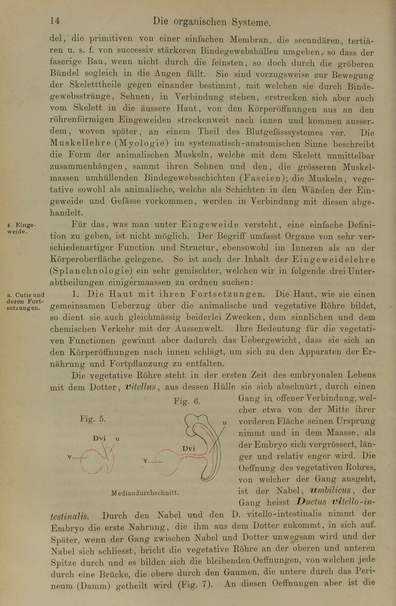 4 Einge- weide. a. Cutis und deren Fort- setzungen. 14 Die organischen Systeme. del, die primitiven von einer einfachen Membran, die secundären, tertiä- ren u. s. f. von successiv stärkeren Bindegewebshüllen umgeben,- so dass der faserige Bau, wenn nicht durch die feinsten, so doch durch die gröberen Bündel sogleich in die Augen fällt. Sie sind vorzugsweise zur Bewegung der Skeletttheile gegen einander bestimmt, mit welchen sie durch Binde- gewebsstränge, Sehnen, in Verbindung stehen, erstrecken sich aber auch vom Skelett in die äussere Haut, von den Körperöffnungen aus an den röhrenförmigen Eingeweiden streckenweit nach innen und kommen ausser- dem , wovon später, an einem Theil des Blutgefässsystemes vor. Die Muskellehre (Myologie) im systematisch-anatomischen Sinne beschreibt die Form der animalischen Muskeln, welche mit dem Skelett unmittelbar Zusammenhängen, sammt ihren Sehnen und den, die grösseren Muskel- massen umhüllenden Bindegewebsschichten (Fascien); die Muskeln, vege- tative sowohl als animalische, welche als Schichten in den Wänden der Ein- geweide und Gefässe Vorkommen, werden in Verbindung mit diesen abge- handelt. Für das, was man unter Eingeweide versteht, eine einfache Defini- tion zu geben, ist nicht möglich. Der Begriff umfasst Organe von sehr ver- schiedenartiger Function und Structur, ebensowohl im Inneren als an der Körperoberfläche gelegene. So ist auch der Inhalt der Eingeweidelehre (Splanehnologie) ein sehr gemischter, welchen wir in folgende drei Unter- abtheilungen einigermaassen zu ordnen suchen: 1. Die Haut mit ihren Fortsetzungen. Die Haut, wie sie einen gemeinsamen Ueberzug über die animalische und vegetative Röhre bildet, so dient sie auch gleichmässig beiderlei Zwecken, dem sinnlichen und dem chemischen Verkehr mit der Aussenwelt. Ihre Bedeutung für die vegetati- ven Functionen gewinnt aber dadurch das Uebergewicht, dass sie sich an den Körperöffnungen nach innen schlägt, um sich zu den Apparaten der Er- nährung und Fortpflanzung zu entfalten. Die vegetative Röhre steht in der ersten Zeit des embryonalen Lebens mit dem Dotter, Vitellus, aus dessen Hülle sie sich abschnürt, durch einen Fig. 6. Fig. 5. Dvi M't Gang in offener Verbindung, wel- cher etwa von der Mitte ihrer vorderen Fläche seinen Ursprung nimmt und in dem Maasse, als der Embryo sich vergrössert, län- ger und relativ enger wird. Die Öeffnung des vegetativen Rohres, von welcher der Gang ausgeht, ist der Nabel, Umbilicus, der Gang heisst Ductus Vit eil o -in- testinalis. Durch den Nabel und den D. vitello-intestinalis nimmt der Embryo die erste Nahrung, die ihm aus dem Dotter zukommt, in sich auf. Später, wenn der Gang zwischen Nabel und Dotter unwegsam wird und der Nabel sich schliesst, bricht die vegetative Röhre an der oberen und unteren Spitze durch und es bilden sich die bleibenden Oeffuungen, von welchen jede durch eine Brücke, die obere durch den Gaumen, die untere durch das Peri- neum (Damm) getheilt wird (Fig. 7). An diesen Oeffimugeu aber ist die