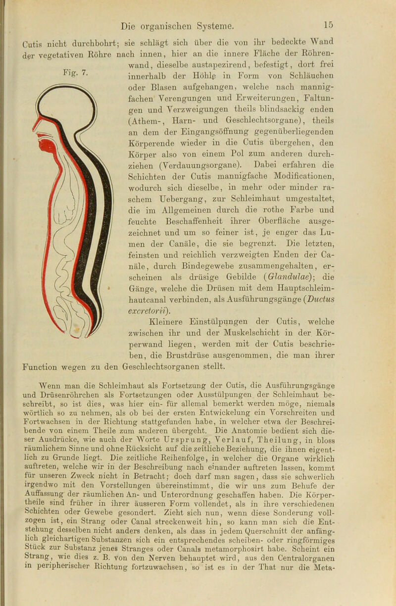 Cutis nicht durchbohrt; sie schlägt sich über die von ihr bedeckte Wand der vegetativen Röhre nach innen, hier an die innere Fläche der Röhren- wand , dieselbe austapezirend, befestigt, dort frei innerhalb der Höhlg in Form von Schläuchen oder Blasen aufgehangen, welche nach mannig- fachen Verengungen und Erweiterungen, Faltun- gen und Verzweigungen theils blindsaclcig enden (Athem-, Harn- und Geschlechtsorgane), theils an dem der Eingangsöffnung gegenüberliegenden Körperende wieder in die Cutis übergehen, den Körper also von einem Pol zum anderen durch- ziehen (Verdauungsorgane). Dabei erfahren die Schichten der Cutis mannigfache Modificationen, wodurch sich dieselbe, in mehr oder minder ra- schem Uebergang, zur Schleimhaut umgestaltet, die im Allgemeinen durch die i’othe Farbe und feuchte Beschaffenheit ihrer Oberfläche ausge- zeichnet und um so feiner ist, je enger das Lu- men der Canäle, die sie begrenzt. Die letzten, feinsten und reichlich verzweigten Enden der Ca- näle, durch Bindegewebe zusammengehalten, er- scheinen als drüsige Gebilde (Glandulae); die Gänge, welche die Drüsen mit dem Hauptschleim- hautcanal verbinden, als Ausführungsgänge (Ductus excretorii). Kleinere Einstülpungen der Cutis, welche zwischen ihr und der Muskelschicht in der Kör- perwand liegen, werden mit der Cutis beschrie- ben, die Brustdrüse ausgenommen, die man ihrer Function wegen zu den Geschlechtsorganen stellt. Wenn man die Schleimhaut als Fortsetzung der Cutis, die Ausführungsgänge und Drüsenröhrchen als Fortsetzungen oder Ausstülpungen der Schleimhaut be- schreibt, so ist dies, was hier ein- für allemal bemerkt werden möge, niemals wörtlich so zu nehmen, als ob bei der ersten Entwickelung ein Vorschreiten und Fortwachsen in der Richtung stattgefunden habe, in welcher etwa der Beschrei- bende von einem Theile zum anderen übergeht. Die Anatomie bedient sich die- ser Ausdrücke, wie auch der Worte Ursprung, Verlauf, Theilung, in bloss räumlichem Sinne und ohne Rücksicht auf die zeitliche Beziehung, die ihnen eigent- lich zu Grunde liegt. Die zeitliche Reihenfolge, in welcher die Organe wirklich auftreten, welche wir in der Beschreibung nach einander auftreten lassen, kommt für unseren Zweck nicht in Betracht; doch darf man sagen, dass sie schwerlich irgendwo mit den Vorstellungen übereinstimmt, die wir uns zum Behufe der Auffassung der räumlichen An- und Unterordnung geschaffen haben. Die Körper- theile sind früher in ihrer äusseren Form vollendet, als in ihre verschiedenen Schichten oder Gewebe gesondert. Zieht sich nun, wenn diese Sonderung voll- zogen ist, ein Strang oder Canal streckenweit hin, so kann man sich die Ent- stehung desselben nicht anders denken, als dass in jedem Querschnitt der anfäng- lich gleichartigen Substanzen sich ein entsprechendes scheiben- oder ringförmiges Stück zur Substanz jenes Stranges oder Canals metamorphosirt habe. Scheint ein Strang, wie dies z. B. von den Nerven behauptet wird, aus den Centralorganen in peripherischer Richtung fortzuwachsen, so ist es in der That nur die Meta-