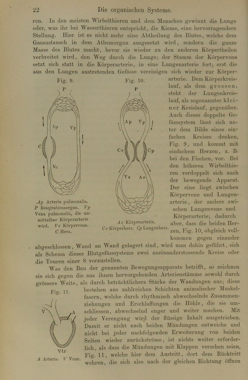Fig. 9. reu. In den meisten Wirbelthieren und dem Menschen gewinnt die Lunge oder, was ihr bei Wasserthieren entspricht, die Kieme, eine hervorragendere Stellung. Hier ist es nicht mehr eine Abtheilung des Blutes, welche dem Gasaustausch in dem Athemorgan ausgesetzt wird, sondern die ganze Masse des Blutes macht, bevor sie wieder zu den anderen Körpertheilen verbreitet wird, den Weg durch die Lunge; der Stamm der Körpervene setzt sich statt in die Körperarterie, in eine Lungenarterie fort; erst die aus den Lungen austretenden Gefässe vereinigen sich wieder zur Körper- Fig. 10. arterie. Dem Körperkreis- lauf, als dem grossen, steht der Lungenkreis- lauf, als sogenannter lclci- n er Kreislauf, gegenüber. Auch dieses doppelte Ge- fässsystem lässt sich un- ter dem Bilde eines ein- fachen Kreises denken, Fig. 9, und kommt mit einfachem Herzen, z. B. bei deu Fischen, vor. Bei den höheren Wirbelthie- ren verdoppelt sich auch der bewegende Apparat. Der eine liegt zwischen Körpervene und Lungen- arterie , der andere zwi- schen Lungenvene und Körperarterie; dadurch aber, dass die beiden Her- Cc Körperherz. Cp Lungenherz. ^ pvg ^ obgJeich voll_ kommen gegen einander abgeschlossen, Wand an Wand gelagert sind, wird man dahin geführt, sich als Schema dieses Blutgefässsystems zwei aneiuauderstossende Kreise oder die Touren einer 8 vorzustellen. Was den Bau der geuannteu Bewegungsapparate betrifft, so zeichnen sie sich gegen die aus ihneu hervorgehenden Arteilenstämme sowohl durch grössere Weite, als durch beträchtlichere Stärke der Wandungen aus; diese bestehen aus zahlreichen Schichten animalischer Muskel- fasern, welche durch rhythmisch abwechselnde Zusammen- ziehungen und Erschlaffungen die Höhle, die sie urn- schliessen, abwechselnd enger und weiter machen. Mit jeder Verengung wird der flüssige Inhalt ausgetrieben. Damit er uicht nach beiden Mündungen entweiche und nicht bei jeder nachfolgenden Erweiterung vou beiden Seiten wieder zurückströme, ist nichts weiter erforder- lich, als dass die Mündungen mit Klappen versehen seien, Fig. 11, welche hier dem Austritt, dort dem Rücktritt A Arterie. 1 Vene. webr0D ^ ^ sicb aiso nach der gleichen Richtung öffnen Ap Arteria pulmonalis. P Resqirationsorgan. Vp Vena pulmonalis, die un- mittelbar Körperarterie wird. Vc Körpervene. C Herz. A c Körperarterie. Fig. 11. Vtr