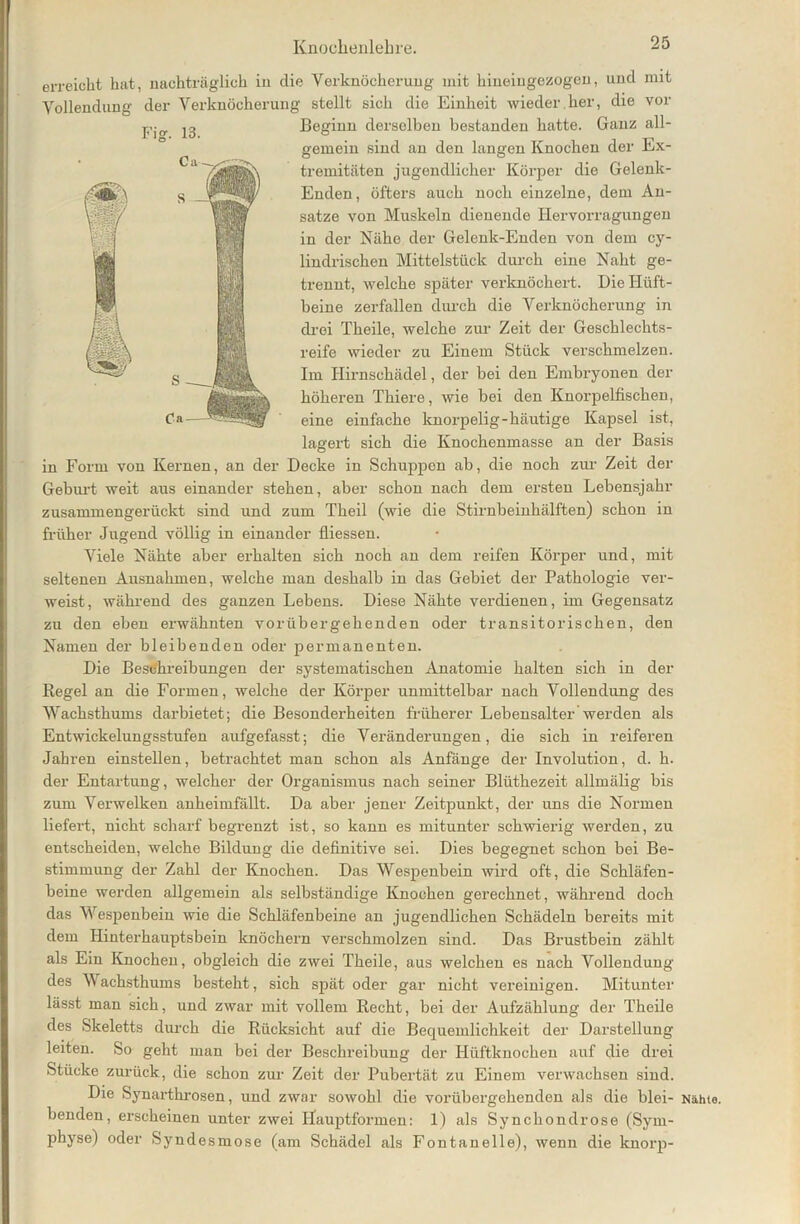 erreicht hat, nachträglich in die Verknöcherung mit hineingezogen, und mit Vollendung der Verknöcherung stellt sich die Einheit wieder her, die vor Beginn derselben bestanden hatte. Ganz all- gemein sind an den langen Knochen der Ex- tremitäten jugendlicher Körper die Gelenk- Enden, öfters auch noch einzelne, dem An- sätze von Muskeln dienende Hervorragungen in der Nähe der Gelenk-Enden von dem cy- lindrischen Mittelstück durch eine Naht ge- trennt, welche später verknöchert. Die Hüft- beine zerfallen durch die Verknöcherung in drei Theile, welche zur Zeit der Geschlechts- reife wieder zu Einem Stück verschmelzen. Im Hirnschädel, der bei den Embryonen der höheren Thiere, wie bei den Knorpelfischen, Ca—' eine einfache knorpelig - häutige Kapsel ist, lagert sich die Knochenmasse an der Basis in Form von Kernen, an der Decke in Schuppen ab, die noch zur Zeit der Geburt weit aus einander stehen, aber schon nach dem ersten Lebensjahr zusammengerückt sind und zum Theil (wie die Stirnbeinhälften) schon in früher Jugend völlig in einander fliessen. Viele Nähte aber erhalten sich noch an dem reifen Körper und, mit seltenen Ausnahmen, welche man deshalb in das Gebiet der Pathologie ver- weist, während des ganzen Lebens. Diese Nähte verdienen, im Gegensatz zu den eben erwähnten vorübergehenden oder transitorischen, den Namen der bleibenden oder permanenten. Die Beschreibungen der systematischen Anatomie halten sich in der Regel an die Formen, welche der Körper unmittelbar nach Vollendung des Wachsthums darbietet; die Besonderheiten früherer Lebensalter werden als Entwickelungsstufen aufgefasst; die Veränderungen, die sich in reiferen Jahren einstellen, betrachtet man schon als Anfänge der Involution, d. h. der Entartung, welcher der Organismus nach seiner Blüthezeit allmälig bis zum Verwelken anheimfällt. Da aber jener Zeitpunkt, der uns die Normen liefert, nicht scharf begrenzt ist, so kann es mitunter schwierig werden, zu entscheiden, welche Bildung die definitive sei. Dies begegnet schon bei Be- stimmung der Zahl der Knochen. Das Wespenbein wird oft, die Schläfen- beine werden allgemein als selbständige Knochen gerechnet, während doch das Wespenbein wie die Schläfenbeine an jugendlichen Schädeln bereits mit dem Hinterhauptsbein knöchern verschmolzen sind. Das Brustbein zählt als Ein Knochen, obgleich die zwei Theile, aus welchen es nach Vollendung des Wachsthums besteht, sich spät oder gar nicht vereinigen. Mitunter lässt man sich, und zwar mit vollem Recht, bei der Aufzählung der Theile des Skeletts durch die Rücksicht auf die Bequemlichkeit der Darstellung leiten. So geht man bei der Beschreibung der Hüftknochen auf die drei Stücke zurück, die schon zur Zeit der Pubertät zu Einem verwachsen sind. Die Synarthrosen, und zwar sowohl die vorübergehenden als die blei- benden, erscheinen unter zwei Hauptformen: 1) als Synchondrose (Sym- physe) oder Syndesmose (am Schädel als Fontanelle), wenn die knorp- Nähte.
