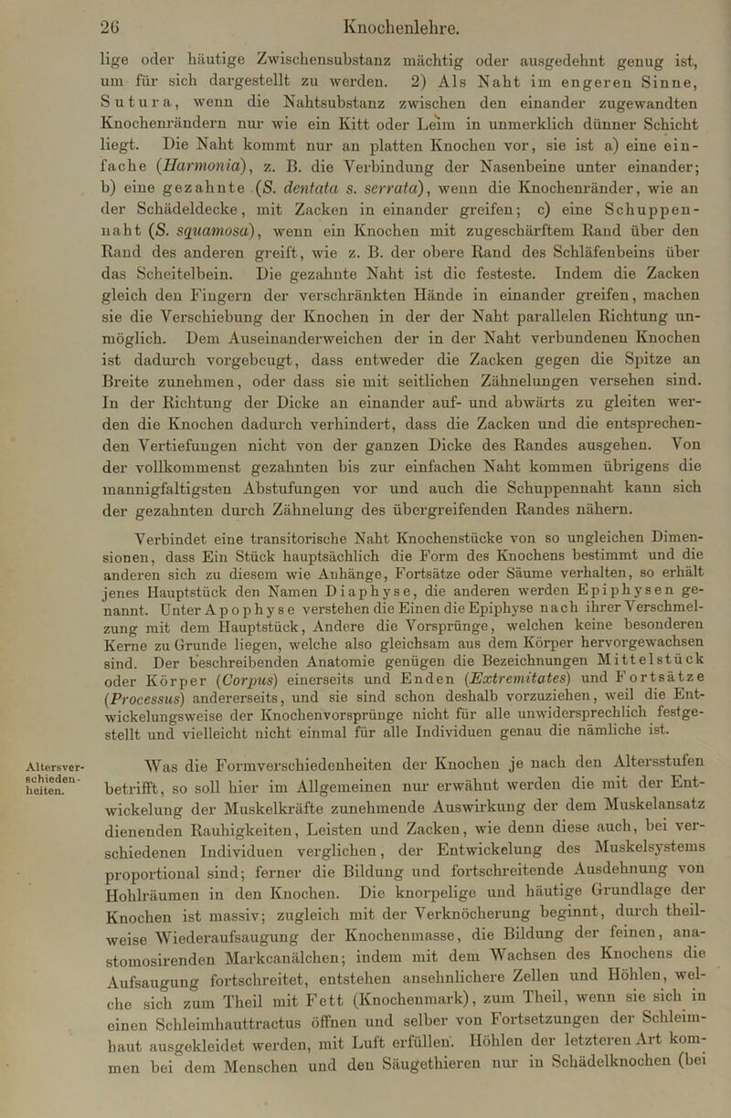 Altersver- 6ohieden- lieiten. lige oder häutige Zwischensubstanz mächtig oder ausgedehnt genug ist, um für sich dargestellt zu werden. 2) Als Naht im engeren Sinne, Sutura, wenn die Nahtsubstanz zwischen den einander zugewandten Knochenrändern nur wie ein Kitt oder Leim in unmerklich dünner Schicht liegt. Die Naht kommt nur an platten Knochen vor, sie ist a) eine ein- fache (Harmonia), z. B. die Verbindung der Nasenbeine unter einander; b) eine gezahnte (S. dentata s. serrata), wenn die Knochenränder, wie an der Schädeldecke, mit Zacken in einander greifen; c) eine Schuppen- naht (S. squamosa), wenn ein Knochen mit zugeschärftem Rand über den Rand des anderen greift, wie z. B. der obere Rand des Schläfenbeins über das Scheitelbein. Die gezahnte Naht ist die festeste. Indem die Zacken gleich den Fingern der verschränkten Hände in einander greifen, machen sie die Verschiebung der Knochen in der der Naht parallelen Richtung un- möglich. Dem Auseinanderweichen der in der Naht verbundenen Knochen ist dadurch vorgebeugt, dass entweder die Zacken gegen die Spitze an Breite zunehmen, oder dass sie mit seitlichen Zähnelungen versehen sind. In der Richtung der Dicke an einander auf- und abwärts zu gleiten wer- den die Knochen dadurch verhindert, dass die Zacken und die entsprechen- den Vertiefungen nicht von der ganzen Dicke des Randes ausgehen. Von der vollkommenst gezahnten bis zur einfachen Naht kommen übrigens die mannigfaltigsten Abstufungen vor und auch die Schuppennaht kann sich der gezahnten durch Zähnelung des übergreifenden Randes nähern. Verbindet eine transitorische Naht Knochenstücke von so ungleichen Dimen- sionen, dass Ein Stück hauptsächlich die Form des Knochens bestimmt und die anderen sich zu diesem wie Anhänge, Fortsätze oder Säume verhalten, so erhält jenes Hauptstück den Namen Diaphyse, die anderen werden Epiphysen ge- nannt. Unter Apophyse verstehen die Einen die Epiphyse nach ihrer Verschmel- zung mit dem Hauptstück, Andere die Vorsprünge, welchen keine besonderen Kerne zu Grunde liegen, welche also gleichsam aus dem Körper hervorgewachsen sind. Der beschreibenden Anatomie genügen die Bezeichnungen Mittelstück oder Körper (Corpus) einerseits und Enden (Extremitates) und Fortsätze (Processus) andererseits, und sie sind schon deshalb vorzuziehen, weil die Ent- wickelungsweise der Knochenvorsprünge nicht für alle unwidersprechlicli festge- stellt und vielleicht nicht einmal für alle Individuen genau die nämliche ist. Was die Formverschiedenheiten der Knochen je nach den Altersstufen betrifft, so soll hier im Allgemeinen nur erwähut werden die mit der Ent- wickelung der Muskelkräfte zunehmende Auswirkung der dem Muskelansatz dienenden Rauhigkeiten, Leisten und Zacken, wie denn diese auch, bei vei- schiedenen Individuen verglichen, der Entwickelung des Muskelsystems proportional sind; ferner die Bildung und fortschreitende Ausdehnung von Hohlräumen in den Knochen. Die knorpelige und häutige Grundlage der Knochen ist massiv; zugleich mit der Verknöcherung beginnt, durch theil- weise Wiederaufsaugung der Knochenmasse, die Bildung der feinen, aua- stomosirenden Marlccanälchen; indem mit dem Wachsen des Knochens die Aufsaugung fortschreitet, entstehen ansehnlichere Zellen und Höhlen, wel- che sich zum Theil mit Fett (Knochenmark), zum Theil, wenn sie sich in einen Schleimhauttractus öffnen und selber von Fortsetzungen der Schleim- haut ausgekleidet werden, mit Luft erfüllen. Höhlen der letzteren Art kom- men bei dem Menschen und den Säugethieren nur in Schädelknochen (bei