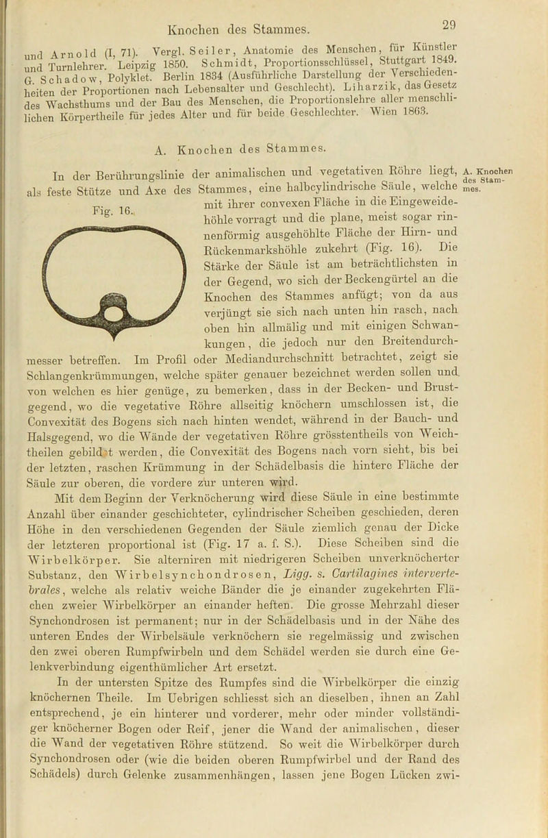 „nrl Arnold (I 71). Vergl. Sei 1 er, Anatomie des Menschen, für Künstler und Turnlehrer. 'Leipzig 1850. Schmidt, Proportionsschlüssel, Stuttgart 1849. T Schadow Polyklet. Berlin 1834 (Ausführliche Darstellung der Verschieden- heiten der Proportionen nach Lebensalter und Geschlecht). Liharzik, das Gesetz des Wachsthums und der Bau des Menschen, die Proportionslehre aller menschli- lichen Körperteile für jedes Alter und für beide Geschlechter. Wien 1863. A. Knochen des Stammes. In der Berührungslinie der animalischen und vegetativen Röhre hegt, als feste Stütze und Axe des Stammes, eine halbcylindrische Säule, welche mit ihrer convexen Fläche in die Eingeweide- höhle vorragt und die plane, meist sogar rin- nenförmig ausgehöhlte Fläche der Hun- und g Rückenmarkshöhle zukehrt (Fig. 16). Die | 1 Stärke der Säule ist am beträchtlichsten in I I der Gegend, wo sich der Beckengürtel an die V J Knochen des Stammes anfügt; von da aus verjüngt sie sich nach unten hin rasch, nach 0ben hin allmälig und mit einigen Schwan- kungen , die jedoch nur den Breitendurch- messer betreffen. Im Profil oder Mediandurchschnitt betrachtet, zeigt sie Schlangenkrümmungen, welche später genauer bezeichnet werden sollen und von welchen es hier genüge, zu bemerken, dass in der Becken- und Biust - gegend, wo die vegetative Röhre allseitig knöchern umschlossen ist, die Convexität des Bogens sich nach hinten wendet, während in dex- Bauch- und Halsgegend, wo die Wände der vegetativen Röhre grösstentheils von Weich - theilen gebild't werden, die Convexität des Bogens nach vorn sieht, bis bei der letzten, raschen Krümmung in der Schädelbasis die hintere Fläche der Säule zur oberen, die vordere zur unteren wird. Mit dem Beginn der Verknöcherung wird diese Säule in eine bestimmte Anzahl über einander geschichteter, cylindrischer Scheiben geschieden, deren Höhe in den verschiedenen Gegenden der Säule ziemlich genau der Dicke der letzteren proportional ist (Fig. 17 a. f. S.). Diese Scheiben sind die Wirbelkörper. Sie alterniren mit niedrigeren Scheiben unverknöchertcr Substanz, den Wirbelsynchondrosen, Ligg. s. Cartilagines interverte- brales, welche als relativ weiche Bänder die je einander zugekehrten Flä- chen zweier Wirbelkörper an einander heften. Die grosse Mehrzahl dieser Synchondrosen ist permanent; nur in der Schädelbasis und in der Nähe des unteren Endes der Wirbelsäule verknöchern sie regelmässig und zwischen den zwei oberen Rumpfwirbeln und dem Schädel werden sie durch eine Ge- lenkverbindung eigenthümlicher Art ersetzt. In der untersten Spitze des Rumpfes sind die Wirbelkörper die einzig- knöchernen Theile. Im Uebrigen schliesst sich an dieselben, ihnen an Zahl entsprechend, je ein hinterer und vorderer, mehr oder minder vollständi- ger knöcherner Bogen oder Reif, jener die Wand der animalischen , dieser die Wand der vegetativen Röhre stützend. So weit die Wirbelkörper durch Synchondrosen oder (wie die beiden oberen Rumpfwirbel und der Rand des Schädels) durch Gelenke Zusammenhängen, lassen jene Bogen Lücken zwi- A. Knochen des Stam- mes.