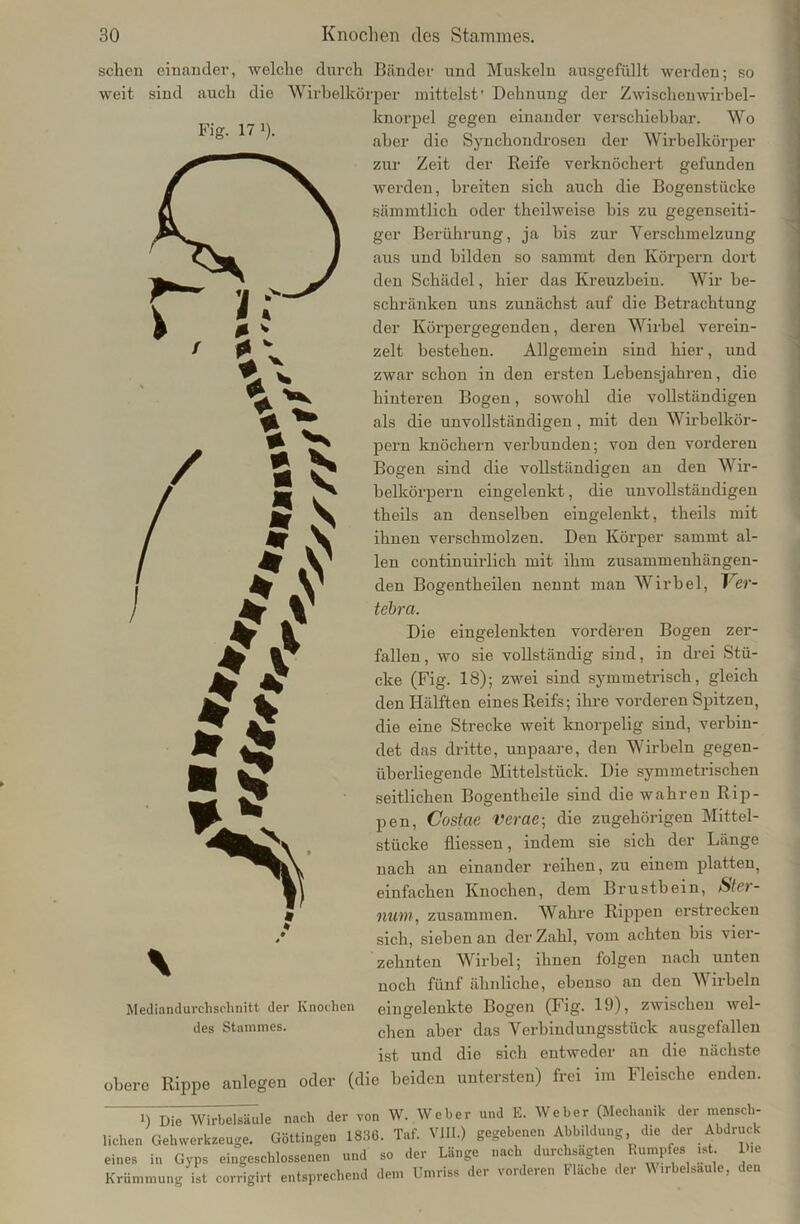Fig. 17 i). sehen einander, welche durch Bänder und Muskeln ausgefüllt werden; so weit sind auch die Wirbelkörper mittelst' Dehnung der Zwischenwirbel - kuorpel gegen einander verschiebbar. Wo aber die Synchondrosen der Wirbelkörper zur Zeit der Reife verknöchert gefunden werden, breiten sich auch die Bogenstücke sämmtlicli oder theilweise bis zu gegenseiti- ger Berührung, ja bis zur Verschmelzung aus und bilden so sammt den Körpern dort den Schädel, hier das Kreuzbein. Wir be- schränken uns zunächst auf die Betrachtung der Körpergegenden, deren Wirbel verein- zelt bestehen. Allgemein sind hier, und zwar schon in den ersten Lebensjahren, die hinteren Bogen, sowohl die vollständigen als die unvollständigen, mit den Wirbelkör- pern knöchern verbunden; von den vorderen Bogen sind die vollständigen an den Wir- belkörpern eingelenkt, die unvollständigen theils an denselben eingelenkt, theils mit ihnen verschmolzen. Den Körper sammt al- len continuirlich mit ihm zusammenhängen- den Bogentheilen nennt man Wirbel, Ver- fahret. Die eingelenkten vorderen Bogen zer- fallen, wo sie vollständig sind, in drei Stü- cke (Fig. 18); zwei sind symmetrisch, gleich den Hälften eines Reifs; ihre vorderen Spitzen, die eine Strecke weit knorpelig sind, verbin- det das dritte, unpaare, den Wirbeln gegen- überliegende Mittelstück. Die symmetrischen seitlichen Bogentheile sind die wahren Rip- pen, Costcie Verae; die zugehörigen Mittel- stücke fliessen, indem sie sich der Länge nach an einander reihen, zu einem platten, einfachen Knochen, dem Brustbein, Ster- num, zusammen. Wahre Rippen erstrecken sich, sieben an der Zahl, vom achten bis vier- zehnten Wirbel; ihnen folgen nach unten noch fünf ähnliche, ebenso an den Wirbeln eingelenkte Bogen (Fig. 19), zwischen wel- chen aber das Verbindungsstück ausgefallen ist und die sich entweder an die nächste obere Rippe anlegen oder (die beiden untersten) frei im Fleische enden. Mediandurchschnitt der Knochen des Stammes. i) Die Wirbelsäule nach der von W. Weber und E. Weber (Mechanik der mensch- lichen Gehwerkzeuge. Göttingen 1836. Taf. VIII.) gegebenen Abbildung die der Abdruck eines in Gyps eingeschlossenen und so der Länge nach durehskgten Rumpfes ist. l»e Krümmung ist corrigirt entsprechend dem Umriss der vorderen Fläche der \\ .rbelsaule, den