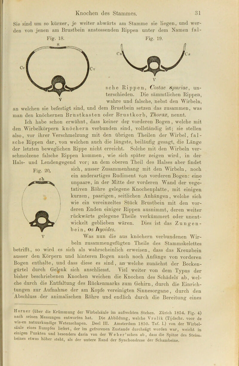 Sie sind um so kürzer, je weiter abwärts am Stamme sie liegen, und wer- den von jenen am Brustbein anstossenden Rippen unter dem Namen fal- Fig. 10. sehe Rippen, Costae Spurtete, un- terschieden. Die sämmtlicken Rippen, wahre und falsche, nebst den Wirbeln, an welchen sie befestigt sind, und dem Brustbein setzen das zusammen, was man den knöchernen Brustkasten oder Brustkorb, Thorax, nennt. Ich habe schon erwähnt, dass keiner der vorderen Bogen, welche mit den Wirbelkörpern knöchern verbunden sind, vollständig ist; sie stellen also, vor ihrer Verschmelzung mit den übrigen Theilen der Wirbel, fal- sche Rippen dar, von welchen auch die längste, beiläufig gesagt, die Länge der letzten beweglichen Rippe nicht erreicht. Solche mit den Wirbeln ver- schmolzene falsche Rippen kommen, wie sich später zeigen wird, in der Hals- und Lendengegend vor; an dem oberen Theil des Halses aber findet sich, ausser Zusammenhang mit den Wirbeln, noch ein anderartiges Rudiment von vorderen Bogen: eine unpaare, in der Mitte der vorderen Wand der vege- tativen Röhre gelegene Knochenplatte, mit einigen kurzen, paarigen, seitlichen Anhängen, welche sich wie ein vereinzeltes Stück Brustbein mit den vor- deren Enden einiger Rippen ausnimmt, deren weiter rückwärts gelegene Theile verkümmert oder unent- wickelt geblieben wären. Dies ist das Zungen- bein, Os Jlyoides. V Was nun die aus knöchern verbundenen Wir- beln zusammengefügten Theile des Stammskelettes betrifft, so wird cs sich als wahrscheinlich erweisen, dass das Kreuzbein ausser den Körpern und hinteren Bogen auch noch Anfänge von vorderen Bogen enthalte, und dass diese es sind, an welche zunächst der Becken- gürtel durch Gelenk sich anschliesst. Viel weiter von dem Typus der bisher beschriebenen Knochen weichen die Knochen des Schädels ab, wel- che durch die Entfaltung des Rückenmarks zum Gehirn, durch die Einrich- tungen zur Aufnahme der am Kopfe vereinigten Sinnesorgane, durch den Abschluss der animalischen Röhre und endlich durch die Bereitung eines Horner (über die Krümmung der Wirbelsäule im aufrechten Stehen. Zürich 1854. Fig. 4) nach seinen Messungen entworfen hat. Die Abbildung, welche Vrolik (Tijdschr. voor de wis-en natuurkundige Wetenschapen. Deel III. Amsterdam 1850. Taf. I.) von der Wirbel- säule eines Rumpfes liefert, der im gefrorenen Zustande durchsägt worden war, weicht in einigen I unkten und besonders darin von der Weber’schen ab, dass die Spitze des Steiss- beines etwas höher steht, als der untere Rand der Synchondrose der Schambeine.