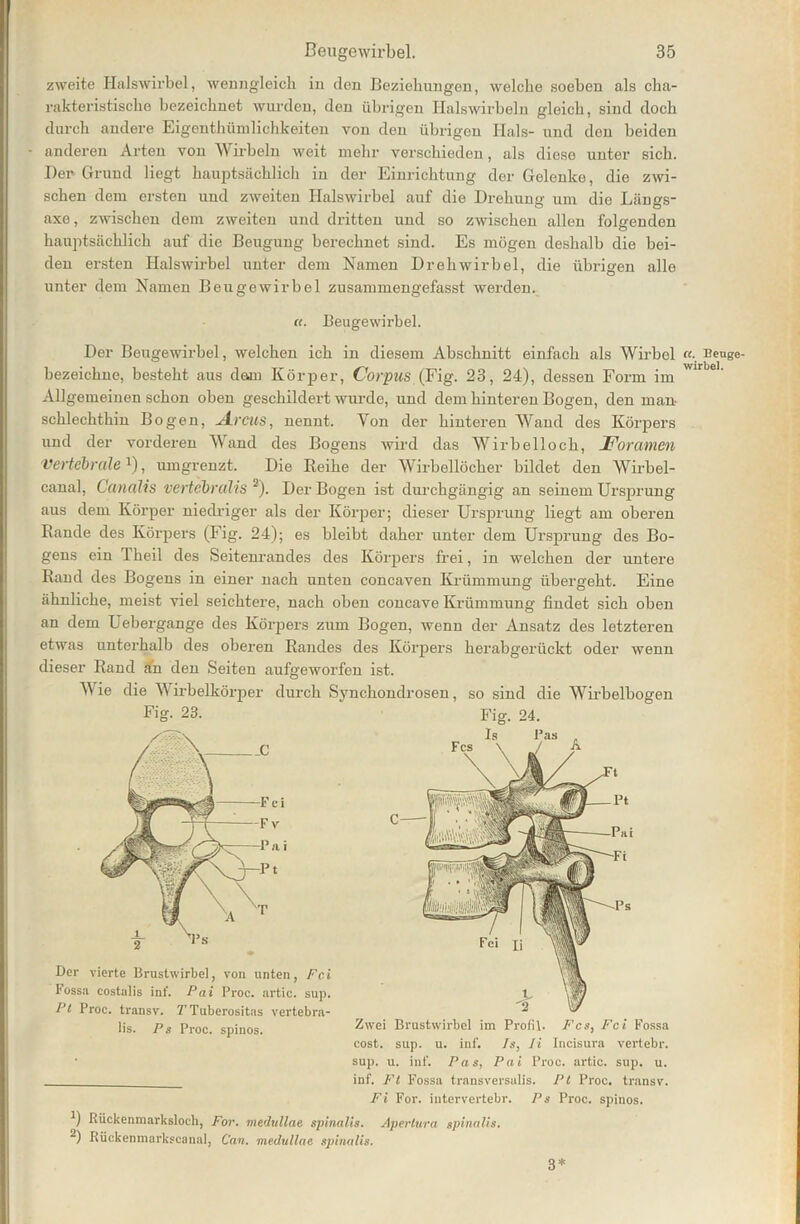 zweite Halswirbel, wenngleich in den Beziehungen, welche soeben als cha- rakteristische bezeichnet wurden, den übrigen. Halswirbeln gleich, sind doch durch andere Eigenthümlichkeiten von den übrigen Hals- und don beiden anderen Arten von Wirbeln weit mehr verschieden, als diese unter sich. Der Grund liegt hauptsächlich in der Einrichtung der Gelenke, die zwi- schen dem ersten und zweiten Halswirbel auf die Drehung um die Längs- axe, zwischen dem zweiten und dritten und so zwischen allen folgenden hauptsächlich auf dio Beugung berechnet sind. Es mögen deshalb die bei- den ersten Halswirbel unter dem Namen Drehwirbel, die übrigen alle unter dem Namen Beugewirbel zusammengefasst werden. «. Beugewirbel. Der Beugewirbel, welchen ich in diesem Abschnitt einfach als Wirbel bezeichne, besteht aus dem Körper, Corpus (Fig. 23, 24), dessen Form im Allgemeinen schon oben geschildert wurde, und dem hinteren Bogen, den man schlechthin Bogen, uä.rcus, nennt. Von der hinteren Wand des Körpers und der vorderen Wand des Bogens wird das Wirbelloch, For amen Vertebrale *), umgrenzt. Die Reihe der Wirbellöcher bildet den Wirbel- canal, Canalis vertebrälis 2). Der Bogen ist durchgängig an seinem Ursprung aus dem Körper niedriger als der Körper; dieser Ursprung liegt am oberen Rande des Körpers (Fig. 24); es bleibt daher unter dem Ursprung des Bo- gens ein Theil des Seitenrandes des Körpers frei, in welchen der untere Rand des Bogens in einer nach unten concaven Krümmung übergeht. Eine ähnliche, meist viel seichtere, nach oben concave Krümmung findet sich oben an dem Uebergange des Körpers zum Bogen, wenn der Ansatz des letzteren etwas unterhalb des oberen Randes des Körpers herabgerückt oder wenn dieser Rand an den Seiten aufgeworfen ist. Wie die Wirbelkörper durch Synchondrosen, so sind die Wirbelbogen Fig- 23. Fig. 24. __C —Fei — Fv a i t Der vierte Brustwirbel, von unten, Fei Fossa costalis inf. Pai Proc. artic. sup. Pt Proc. transv. 7'Tuberositas vertebra- lis. Ps Proc. spinös. Zwei Brustwirbel im Profil. Fcs, Fei Fossa cost. sup. u. inf. /.•>•, li Incisura vertebr. sup. u. inf. Pas, Pai Proc. artic. sup. u. inf. Ft Fossa transversalis. Pt Proc. transv. Fi For. iutervertebr. Ps Proc. spinös. 1 j Rückenmarksloch, For. medullae spinalis. Aperturn gpinalis. “) Rückenmarkscanal, Can. medullae spinalis. ((. Beuge- wirbel. 3*