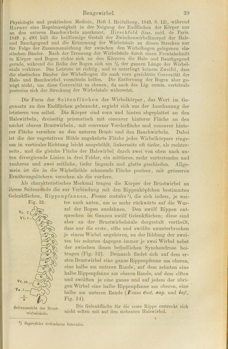 Physiologie und praktischen Medicin, lieft I. Heidelberg, 1849. S. 12), während Horner eine Regelmässigkeit in der Neigung der Endflächen der Körper nur an den unteren Bauchwirbeln anerkennt. Hirschfeld (Gaz. med. de Paris. 1849. p. 490) hält die keilförmige Gestalt der Zwischenwirbelknorpel der Hais- und Bauchgegend und die Krümmung der Wirbelsäule an diesen Strecken nur für Folge der Zusammenziehung der zwischen den Wirbelbogen gelegenen ela- stischen Bänder. Nach der Trennung der Wirbelsäule durch einen Frontalschnitt in Körper und Bogen richte sich an den Körpern die Hals- und Bauchgegend gerade, während die Reihe der Bogen sich um % der ganzen Länge der Wirbel- säule verkürze. Das Letztere ist richtig, und es unterliegt keinem Zweifel, dass die elastischen Bänder der Wirbelbogen die nach vorn gerichtete Convexität der Hals- und Bauchwirbel vermitteln helfen. Die Entfernung der Bogen aber ge- nügt nicht, um diese Convexität zu ebenen, da auch das Lig. comm. vertebrale posterius sich der Streckung der Wirbelsäule widersetzt. Die Form der Seitenflächen der Wirbelkörper, das Wort im Ge- gensatz zu den Endflächen gebraucht, ergiebt sich aus der Anschauung der letzteren von selbst. Die Körper sind vorn und hinten abgeplattet an den Halswirbeln, dreiseitig prismatisch mit concaver hinterer Fläche an den nächst oberen Brustwirbeln, mit convexer Vorderfläche und concaver hinte- rer Fläche versehen an den unteren Brust- und den Bauchwirbeln. Dabei ist die der vegetativen Höhle zugekehrte Fläche jedes Wirbelkörpers rings- um in verticaler Richtung leicht ausgehöhlt, linkerseits oft tiefer, als rechter- seits, und die gleiche Fläche der Halswirbel durch zwei von oben nach un- ten divergirende Linien in drei Felder, ein mittleres, mehr vortretendes und rauheres und zwei seitliche, tiefer liegende und glatte geschieden. Allge- mein ist die in die Wiphelhöhle schauende Fläche poröser, mit grösseren Ernährungslöchern versehen als die vordere. Als charakteristisches Merkmal tragen die Körper der Brustwirbel an ihrem Seitenrände die zur Verbindung mit den Rippenköpfchen bestimmten Gelenkflächen, Rippenpfannen, Fossae coslales '), die sich indess, je wei- Fig. 32. Wirbelsäule. ter nach unten, um so mehr rückwärts auf die Wur- zel der Bogen ausdehnen. Den zwölf Rippen ent- sprechen im Ganzen zwölf Gelenkflächen; diese sind aber an der Brustwirbelsäule dergestalt vertheilt, dass nur die erste, elfte und zwölfte ununterbrochen je einem Wirbel angehören, zu der Bildung der zwei- ten bis zehnten dagegen immer je zwei Wirbel nebst der zwischen ihnen befindlichen Synchondrose bei- tragen (Fig. 32). Demnach findet sich auf dem er- sten Brustwirbel eine ganze Rippen pfanne am oberen, eine halbe am unteren Rande, auf dem zehnten eine halbe Rippenpfanne am oberen Rande, auf dem elften und zwölften je eine ganze und auf jedem der übri- gen Wirbel eine halbe Rippenpfanne am oberen, eine halbe am unteren Rande (Fossa Cost. Sup. und 'inf., Fig. 24). Die Gelenkfläche für die erste Rippe erstreckt sich nicht selten mit auf den siebenten Halswirbel. 3) Superficies articulares laterales.