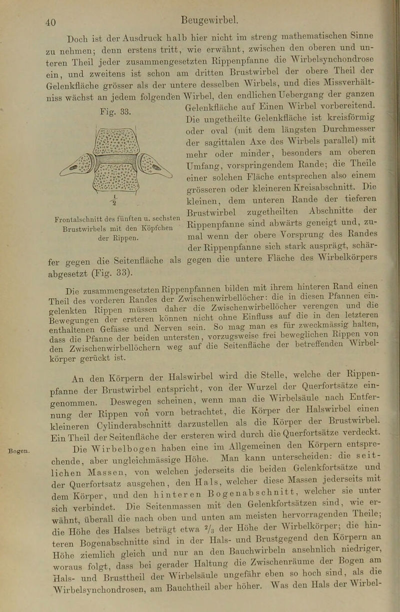 Bogen. Frontalschnitt des fünften u. sechsten Brustwirbels mit den Köpfchen der Rippen. Doch ist der Ausdruck halb hier nicht im streng mathematischen Sinne zu nehmen; denn erstens tritt, wie erwähnt, zwischen den oberen und un- teren Theil jeder zusammengesetzten Rippenpfanne die V irbelsynchondrose ein, und zweitens ist schon am dritten Brustwirbel der obere Theil dei Gelenkfläche grösser als der untere desselben Wirbels, und dies Missverhält- nis s wächst an jedem folgenden Wirbel, den endlichen Uebergang der ganzen Fi 33 Gelenkfläche auf Einen Wirbel vorbereitend. Die ungetheilte Gelenkfläche ist kreisförmig oder oval (mit dem längsten Durchmesser der sagittalen Axe des Wirbels parallel) mit mehr oder minder, besonders am oberen Umfang, vorspringendem Rande; die Theile einer solchen Fläche entsprechen also einem grösseren oder kleineren Kreisabschnitt. Die kleinen, dem unteren Rande der tiefeien Brustwirbel zugetheilten Abschnitte dei Rippenpfanne sind abwärts geneigt und, zu- mal wenn der obere Vorsprung des Randes der Rippenpfanne sich stark ausprägt, schär- fer gegen die Seitenfläche als gegen die untere Fläche des Wirbelkörpers abgesetzt (Fig. 33). Die zusammengesetzten Rippenpfannen bilden mit ihrem hinteren Rand einen Theil des vorderen Randes der Zwischenwirbellöcher: die in diesen Pfannen em- gelenkten Rippen müssen daher die Zwischenwirbellöcher verengen und die Bewegungen der ersteren können nicht ohne Einfluss auf die in den letzteren enthaltenen Gefässe und Nerven sein. So mag man es für zweckmassig haken, dass die Pfanne der beiden untersten, vorzugsweise frei beweglichen Rippen von den Zwischenwirbellöchern weg auf die Seitenfläche der betreffenden Wirbel körper gerückt ist. An den Körpern der Halswirbel wird die Stelle, welche der Rippen- pfanne der Brustwirbel entspricht, vou der Wurzel der Querfortsätze ein- genommen. Deswegen scheinen, wenn man die Wirbelsäule nach Entfer- nung der Rippen von vorn betrachtet, die Körper der Halswirbel einen kleineren Cylinderabschnitt darzustellen als die Körper der Brustwirbel. Ein Theil der Seitenfläche der ersteren wird durch die Querfortsatze verdeckt. Die Wirbelbogen haben eine im Allgemeinen den Körpern entspre- chende, aber ungleichmässige Höhe. Man kann unterscheiden: die seit- lichen Massen, von welchen jederseits die beiden Gelenkfortsatze und der Querfortsatz ausgehen, den Hals, welcher diese Massen jederseits mit dem Körper, und den hinteren Bogenabschnitt, welcher sie unter sich verbindet. Die Seitenmassen mit deu Gelenkfortsätzen sind, wie er- wähnt, überall die nach oben und unten am meisten hervorragenden Theile; die Höhe des Halses beträgt etwa 2/3 dei' IIöhe der Wirbelkörper; die hin- teren Bogenabschnitte sind in der Hals- und Brustgegend den Körpern an Höhe ziemlich gleich und nur an den Bauchwirbeln ansehnlich niedriger, woraus folgt, dass bei gerader Haltung die Zwischenräume der Bogen am Hals- und Brusttheil der Wirbelsäule ungefähr eben so hoch sindals die Wirbelsynchondrosen, am Bauchtheil aber höher. Was den Hals der n e
