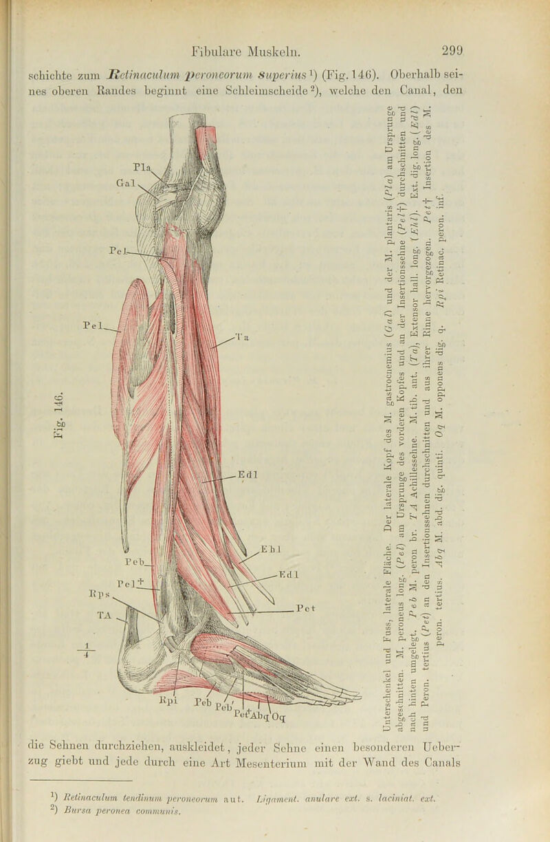 schichte zum Jtctinaculum peroncorum Superius1) (Fig. 146). Oberhalb sei- nes oberen Randes beginnt eine Schleimscheide2), welche den Canal, den G> T3 ' bß C ^ c 2 S ^ w p, ö ,2 tfl Qj • ^ bQ P .H C p C =: 2 ^ ~ .2 e S — 'S .s M « die Sehnen durchziehen, auskleidet, jeder Sehne einen besonderen Ueber- zug giebt und jede durch eine Art Mesenterium mit der Wand des Canals b Relinaculum tendinum peroneorum aut. Ligament, anulare ext. s. lacinint. ext. 2) Bursa peronea communis.