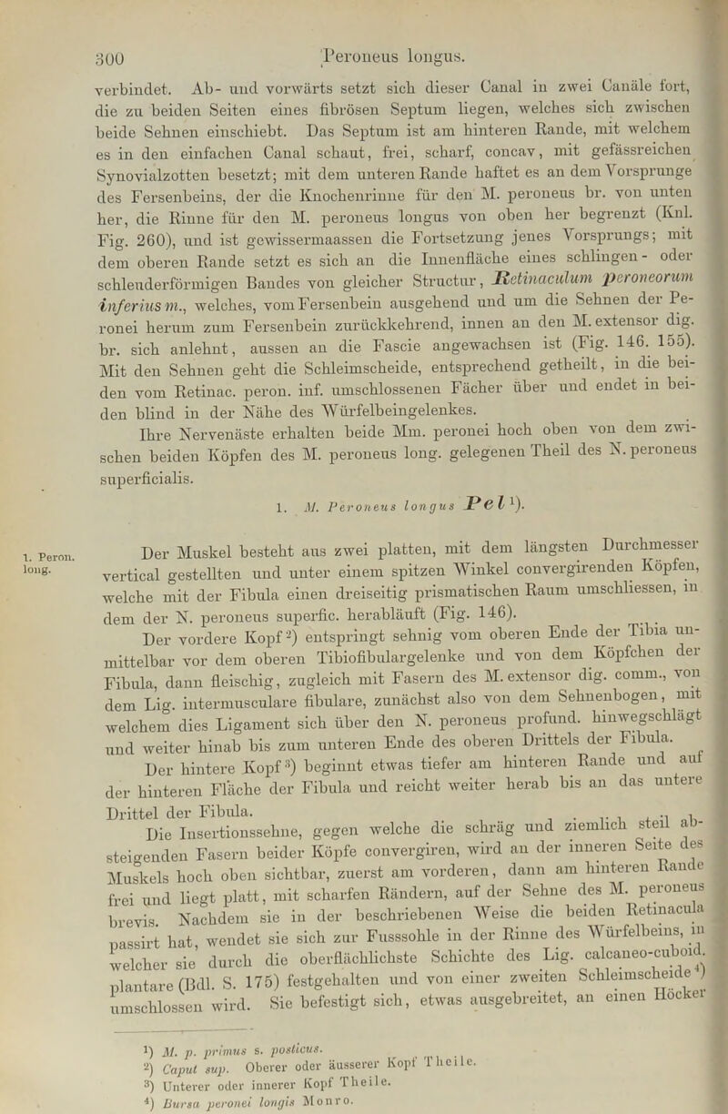 1. Peron. long. 300 Peroneus longus. verbindet. Ab- und vorwärts setzt sich dieser Canal in zwei Canäle tort, die zu beiden Seiten eines fibrösen Septum liegen, welches sich zwischen beide Sehnen einschiebt. Das Septum ist am hinteren Rande, mit welchem es in den einfachen Canal schaut, frei, scharf, concav, mit gefässreichen Synovialzotten besetzt; mit dem unteren Rande haftet es an dem Vorsprunge des Fersenbeins, der die Knochenrinne für den M. peroneus br. von unten her, die Rinne für den M. peroneus longus von oben her begrenzt (Knl. Fig. 260), und ist gewissermaassen die Fortsetzung jenes Vorsprungs; mit dem oberen Rande setzt es sich an die Innenfläche eines schlingen - odei schleuderförmigen Bandes von gleicher Structur, Hetinaculum peroneorum infer iusm., welches, vom Fersenbein ausgehend und um die Sehnen dei I e- ronei herum zum Fersenbein zurückkehrend, innen an den M. extensor dig. br. sich anlehnt, aussen an die Fascie angewachsen ist (Fig. 146. 155). Mit den Sehnen geht die Schleimscheide, entsprechend getheilt, m che bei- den vom Retinae, peron. inf. umschlossenen Fächer über und endet in bei- den blind in der Nähe des Würfelbeingelenkes. Ihre Nervenäste erhalten beide Mm. peronei hoch oben von dem zwi- schen beiden Köpfen des M. peroneus long. gelegenen Theil des N. peroneus superficialis. 1. Al. Peroneus longus JPßl1). Der Muskel besteht aus zwei platten, mit dem längsten Durchmesser vertical gestellten und unter einem spitzen Winkel convergirenden Köpfen, welche mit der Fibula einen dreiseitig prismatischen Raum umschliessen, m dem der N. peroneus superfic. herabläuft (Fig. 146). Der vordere Kopf '2) entspringt sehnig vom oberen Ende der Tibia un- mittelbar vor dem oberen Tibiofibulargelenke und von dem Köpfchen der Fibula, dann fleischig, zugleich mit Fasern des M. extensor dig. comrn., von dem Lig. intermusculare fibulare, zunächst also von dem Sehuenbogen, mit welchem dies Ligament sich über den N. peroneus profund, hinwegschlägt und weiter hinab bis zum unteren Ende des oberen Drittels der Fibula, Der hintere Kopf3) beginnt etwas tiefer am hinteren Rande und aut der hinteren Fläche der Fibula und reicht weiter herab bis an das untere Drittel der Fibula. . , , ., oVi Die Insertionssehne, gegen welche die schräg und ziemlich steil steigenden Fasern beider Köpfe convergiren, wird an der inneren Seite c es Muskels hoch oben sichtbar, zuerst am vorderen, dann am hinteren Rane e frei und liegt platt, mit scharfen Rändern, auf der Sehne des M. peroneus brevis. Nachdem sie in der beschriebenen Weise die beiden Retinacula nassirt hat wendet sie sich zur Fusssohle in der Rinne des Würfelbeins, in welcher sie durch die oberflächlichste Schichte des Lig. calcaneo-cuboid plantare (Bdl. S. 175) festgehalten und von einer zweiten Schleimscheicie ) umschlossen wird. Sie befestigt sich, etwas ausgebreitet, an einen Höcker 1) AI. p. primus s. posticus. ‘2) Caput sup. Oberer oder äusserer Kopt 1 heile. 3) Unterer oder innerer Kopf Theile. ■*) Bursa peronei longis Monro.