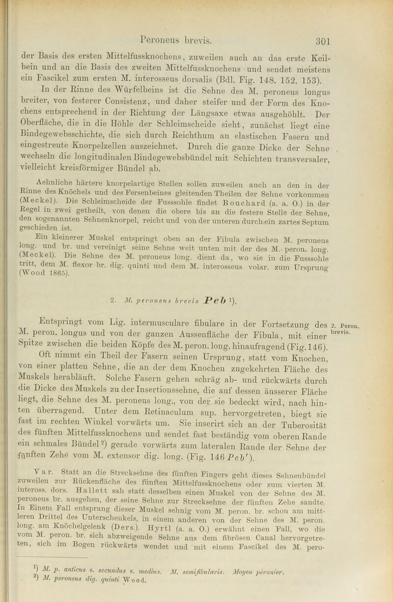 der Basis des ersten Mittelfassknochens, zuweilen auch an das erste Keil- bein und an die Basis des zweiten Mittelfussknochens und sendet meistens ein Fascikel zum ersten M. interosseus dorsalis (Bdl. Fig. 148. 152. 153). In dei Rinne des Würfelbeins ist die Sehne des M. peroneus longus breiter, von festerer Consistenz, und daher steifer und der Form des Kno- chens entsprechend in der Richtung der Längsaxe etwas ausgehöhlt. Der Oberfläche, die in die Höhle der Schleimscheide sieht, zunächst liegt eine Bindegewebsschichte, die sich durch Reichthum an elastischen Fasern und eingestreute Knorpelzellen auszeichnet. Durch die ganze Dicke der Sehne wechseln die longitudinalen Bindegewebsbündel mit Schichten transversaler, vielleicht kreisförmiger Bündel ab. Aehnliche härtere knorpelartige Stellen sollen zuweilen auch an den in der Rinne des Knöchels und des Fersenbeines gleitenden Tlieileu der Sehne Vorkommen (Meckel). Die Schleimscheide der Fusssohle findet Bouchard (a. a. 0.) in der Regel in zwei getlieilt, von denen die obere bis an die festere Stelle der Sehne, den sogenannten Sehnenknorpel, reicht und von der unteren durch,ein zartes Septum geschieden ist. Ein kleinerer Muskel entspringt oben an der Fibula zwischen M. peroneus long. und br. und vereinigt seine Sehne weit unten mit der des M.- perou. long. (Meckel). Die Sehne des M. peroneus long. dient da, wo sie in die Fusssohle tritt, dem M. flexor br. dig. quinti und dem M. interosseus volar, zum ürsnrune- (Wood 1865). 1 s 2. M. peroneus brevis JPcl) '). Entspringt vom Lig. intermusculare fibulare in der Fortsetzung des 2. Perou. M. perou. longus und von der ganzen Aussenfläche der Fibula, mit einer brevi9' Spitze zwischen die beiden Köpfe des M. peron. long. hinaufragend (Fig. 146). Oft nimmt ein Theil der Fasern seinen Ursprung, statt vom Knochen, von einer platten Sehne, die an der dem Knochen zugekehrten Fläche des Muskels herabläuft. Solche Fasern gehen schräg ab- und rückwärts durch die Dicke des Muskels zu der Insertionssehne, die auf dessen äusserer Fläche liegt, die Sehne des M. peroneus long., von der sie bedeckt wird, nach hin- ten überragend. Unter dem Retinaculum sup. hervorgetreten, biegt sie fast im rechten Winkel vorwärts um. Sie inserirt sich an der Tuberosität des fünften Mittelfussknochens und sendet fast beständig vom oberen Rande ein schmales Bündel2) gerade vorwärts zum lateralen Rande der Sehne der fünften Zehe vom M. extensor dig. long. (Fig. 14ßPeb'). V a r. Statt au die Strecksehne des fünften Fingers geht dieses Sehnenbündel zuweilen zur Ruckenfläche des fünften Mittelfussknochens oder zum vierten M. mteross. dors. Hallett sah statt desselben einen Muskel von der Sehne des M. peroneus br. ausgehen, der seine Sehne zur Strecksehne der fünften Zehe sandte. 11 mem Fall entsprang dieser Muskel sehnig vom M. peron. br. schon am mitt- leren Drittel des Unterschenkels, in einem anderen von der Sehne des M. peron. long. am Knöchelgelenk (Ders.). Hyrtl (a. a. 0.) erwähnt einen Fall, wo die \om i . peion. br. sich abzweigende Sehne aus dem fibrösen Canal hervorgetre- ten, sich im Bogen rückwärts wendet und mit einem Fascikel des M. pero- ) M. p. anticus s. secundus s. medius. M. semißbularis. Mögen peronier. ) M. peroneus dig. quinti Wood.