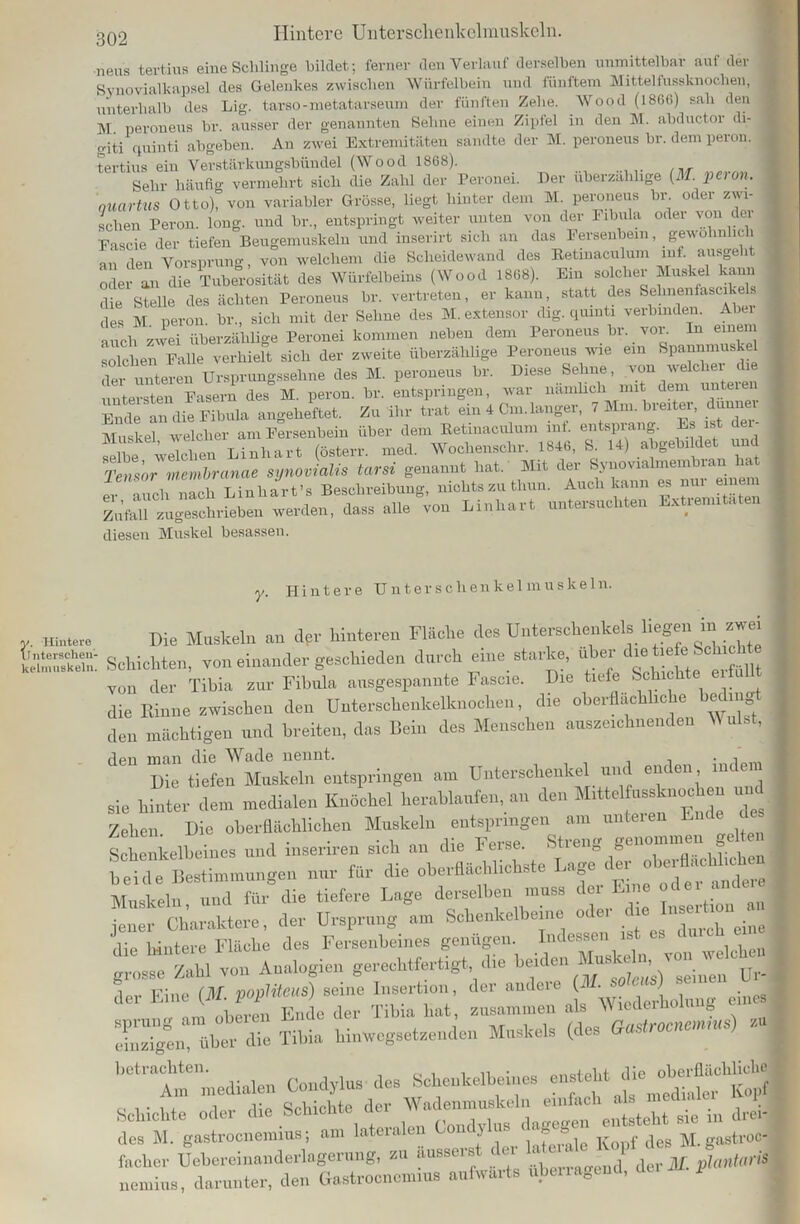neug tertius eine Schlinge bildet; ferner den Verlauf derselben unmittelbar auf der Svnovialkapsel des Gelenkes zwischen Würfelbein und fünftem Mittelfussknochen, unterhalb des Lig. tarso-metatarseum der fünften Zehe. Wood (1866) sah den M peroneus br. ausser der genannten Sehne einen Zipfel in den M. abductor di- giti quinti abgeben. An zwei Extremitäten sandte der M. peroneus br. dem peron. tertius ein Verstärkungsbündel (Wood 1868). Sehr häufig vermehrt sich die Zahl der PeroneL Der überzählige (M. peron. nuartus Otto), von variabler Grösse, liegt hinter dem M. peroneus br oder zwi- schen Peron. long. und br., entspringt weiter unten von der Fibula oder von der Fascie der tiefen Beugemuskelu und inserirt sich an das Fersenbein, gewo in u 1 an den Vorsprung, von welchem die Scheidewand des Retinaculum int. ausgeht oder an die Tuberosität des Würfelbeins (Wood 1868). Ein solcher Muskel kann die Stelle des ächten Peroneus br. vertreten, er kann, statt des Selmenfasci . des M peron. br., sich mit der Sehne des M. extensor dig. quiuti verbinden. Abei auch zwei überzählige Peronei kommen neben dem Peroneus br. vor. In einein solchen Falle verhielt sich der zweite überzählige Peroneus wie ein Spannmus e der unteren Ursprungssehne des M. peroneus br. Diese Sehne, von welcher li untersten fasern des M. peron. br. entspringen, war nämlich mit dem unteren Ende an die Fibula angeheftet. Zu ihr trat ein 4 Cm. langer, 7 Mm. bieiter, dunnei Muskel welcher am Fersenbein über dem Retinaculuiii mf. entsprang. Es ist - selbe6welchen Linhart (österr. med. Wochenschr. 1846, S. 14) abgebi det und tlsoXembranae synovialis tarsi genannt hat. Mit der Synovialmembran hat ev ^aucl'Tnach LPnhart’s Beschreibung, nichts zu thun. Auch kann es nm einem Zufall zugeschrieben werden, dass alle von Linhart untersuchten Extremitäten diesen Muskel besassen. y. Hintere UnterSchenkelmuskein. «. Hintere Die Makeln an dfr hinteren Flache den Unterschenkel, liegen in zwei bSS Schichten, von einander geschieden durch eine starke, über•dienteiScte h von der Tibia zur Fibula ausgespannte Fascie. Die tiefe fluchte eiii die Rinne zwischen den Unterschenkelknochen, die oberflächliche hedin den mächtigen und breiten, das Dein des Menschen auszeichnenden Wulst, ^ Die ttefe^Muskcdn11 entspringen am Unterschenkel und enden indem sie hinter dem medialen Knöchel herablaufen, an den Mittel -sknochen und Zehen Die oberflächlichen Muskeln entspringen am unteren Ende d Schenkelb eines und inseriren sich an die Ferse. Streng genommen gd^en beide Bestimmungen nur für die oberflächlichste Lage ei 0 , j Muskeln und für die tiefere Lage derselben muss der Eine oder andeie “härtere, der Ursprung »in Schenkelheine oder die ntertro^ an die hintere Fläche des Fersenbeines genügen lld“™“ wekhen grosse Zahl von Analogien gerechtfertigt die beiden Ur- tier Eine (M. poplitem) seine Insertion, der an,leie - ' ( eine, nm oberen Ende der Tibia hat, zusammen als Wicdei g einzigen, über die Tibia hinwegsetzenden Muskels (des Gastrocncmnis , “Medialen Condylus des Schenkelbeines ensteht ^ Schichte oder die Schichte der Wademnus 'j^inac gie in drei! des M. gastrocnemius; am lateralen U \ *e*ale Kopf des M.gastroc- fttcher Uebcrcinftnderlageriing, zu anssi ■ , j der jV plantar'5 licinins, darunter, den Gastroenemin, aufwärts »benagend, S