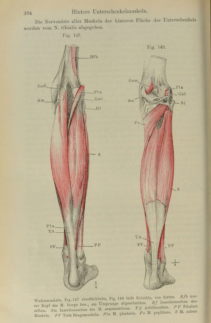 Die Nervenäste aller Muskeln der hinteren Fläche des Unterschenkels werden vom N. tibialis abgegeben. Fig. 147. Garn. Sm Wadenmuskeln, Fig. 147 oberflächliche, Fig. 143 tiefe T- zev Kopf des M. biceps fern., am Ursprünge abgeschnitten. , *{ °p p yLure selben. Sm Insertionssehne des M. semimembran. TA Ac »HesseI ne. * goleus Muskeln. FF Tiefe Beugemuskeln. Pia M. plantaris. Io -PP