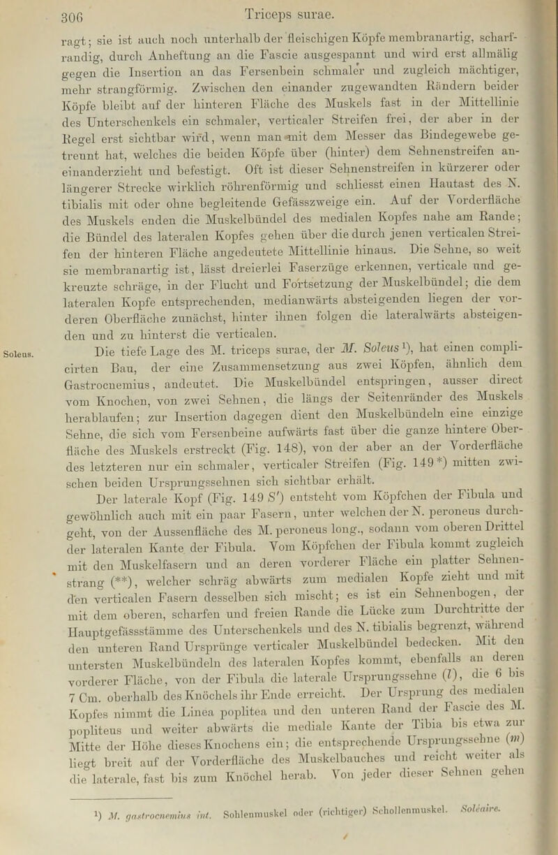 Soleus. ra<?t; sie ist auch noch unterhalb der fleischigen Köpfe membranartig, scliarf- randig, durcli Anheftung an die Fascie ausgespannt und wird erst allmälig gegen die Insertion an das Fersenbein schmaler und zugleich mächtiger, mehr strangförmig. Zwischen den einander zugewandten Rändern beider Köpfe bleibt auf der hinteren Fläche des Muskels fast in der Mittellinie des Unterschenkels ein schmaler, verticaler Streifen frei, der aber in der Regel erst sichtbar wird, wenn man -mit dem Messer das Bindegewebe ge- trennt hat, welches die beiden Köpfe über (hinter) dem Sehnenstreifen an- einanderzieht und befestigt. Oft ist dieser Sehnenstreifen in kürzerer oder längerer' Strecke wirklich röhrenförmig und schliesst einen Ilautast des X. tibialis mit oder ohne begleitende Gefässzweige ein. Auf der ^ orderfläche des Muskels enden die Muskelbündel des medialen Kopfes nahe am Rande; die Bündel des lateralen Kopfes gehen über die durch jenen verticalen Strei- fen der hinteren Fläche angedeutete Mittellinie hinaus. Die Sehne, so weit sie membranartig ist, lässt dreierlei Faserzüge erkennen, verticale und ge- kreuzte schräge, in der Flucht und Fortsetzung der Muskelbündel; die dem lateralen Kopfe entsprechenden, inedianwärts absteigenden liegen der vor- deren Oberfläche zunächst, hinter ihnen folgen die lateralwärts absteigen- den und zu hinterst die verticalen. Die tiefe Lage des M. triceps surae, der M. Soleus J), hat einen cornpli- cirten Bau, der eine Zusammensetzung aus zwei Köpfen, ähnlich dem Gastrocnemius, andeutet. Die Muskelbündel entspringen, ausser direct vom Knochen, von zwei Sehnen, die längs der Seitenränder des Muskels herablaufen; zur Insertion dagegen dient den Muskelbündeln eine einzige Sehne, die sich vom Fersenbeine aufwärts fast über die ganze liinteie Obei- fläche des Muskels erstreckt (Fig. 148), von der aber an der Vorderfläche des letzteren nur ein schmaler, verticaler Streifen (Fig. 149 ) mitten zwi- schen beiden Ursprungssehnen sich sichtbar erhält. Der laterale Kopf (Fig. 149 S') entsteht vom Köpfchen der Fibula und gewöhnlich auch mit ein paar Fasern, unter welchen der N. peroneus durch- geht, von der Aussenfläche des M. peroneus long., sodann vom oberen Drittel der lateralen Kante der Fibula. Vom Köpfchen der Fibula kommt zugleich mit den Muskelfasern und an deren vorderer Fläche ein platter Sehnen- strang (**), welcher schräg abwärts zum medialen Kopfe zieht und mit den verticalen Fasern desselben sich mischt; es ist ein Sehnenbogen, der mit dem oberen, scharfen und freien Rande die Lücke zum Durchtritte der Hauptgefässstämme des Unterschenkels und des X. tibialis begrenzt, während den unteren Rand Ursprünge verticaler Muskelbündel bedecken. Mit den untersten Muskelbündeln des lateralen Kopfes kommt, ebenfalls an deren vorderer Fläche, von der Fibula die laterale Ursprungssehne (l), die 6 bis 7 Cm. oberhalb des Knöchels ihr Ende erreicht. Der Ursprung des medialen Kopfes nimmt die Linea poplitea und den unteren Rand der Fascie des M. popliteus und weiter abwärts die mediale Kante der Tibia bis etwa zur Mitte der Höhe dieses Knochens ein; die entsprechende Ursprungsseh ne (w) liegt breit auf der Vorderfläche des Muskelbauches und reicht weiter als die laterale, fast bis zum Knöchel herab. Von jeder dieser Sehnen gehen i) M. gastrocnemius int. Sohlenmuskel oder (richtiger) Schollenmuskel. Solen ive. /
