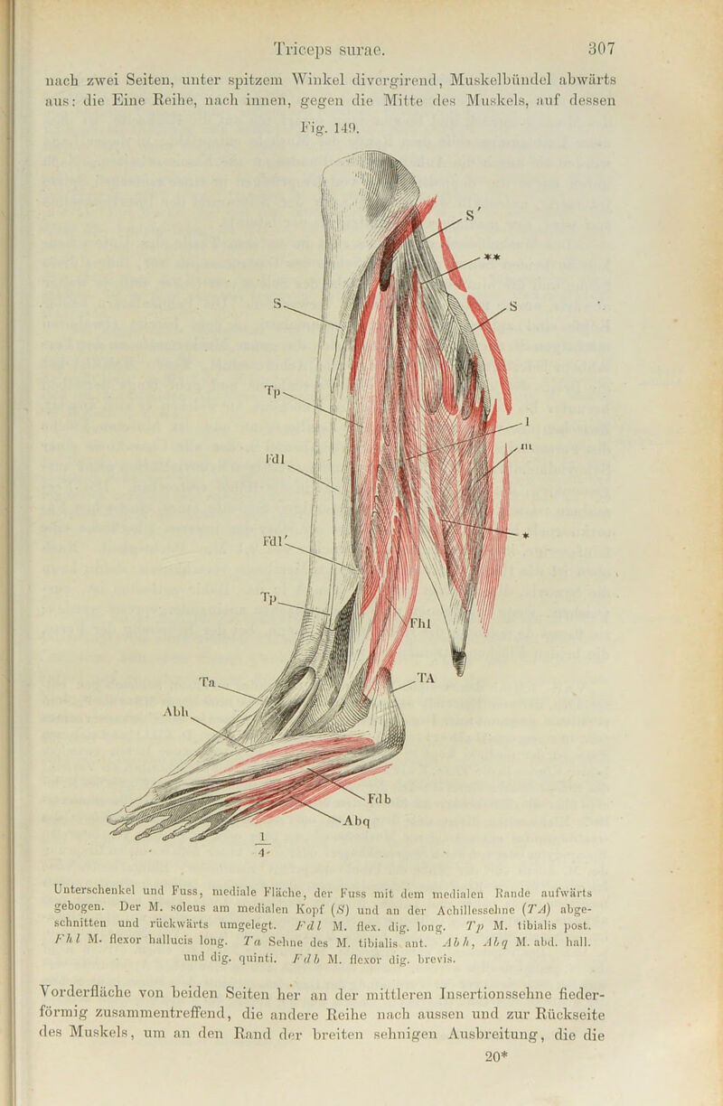 nach zwei Seiten, unter spitzem Winkel divcrgirend, Muskelbündel abwärts aus: die Eine Reibe, nach innen, gegen die Mitte des Muskels, auf dessen Fig. 149. 4' Unterschenkel und Fuss, mediale Fläche, der Fuss mit dem medialen Rande aufwärts gebogen. Der M. soleus am medialen Kopf (S) und an der Achillessehne (TA) abge- schnitten und rückwärts umgelegt. Fdl M. flex. dig. long. Tp M. libialis post. !• hl M« flexor hallucis long. Ta Sehne des M. tibialis ant. Abh, ALq M. abd. hall, und dig. quinti. Fdh M. flexor dig. brevis. \ orderfläche von beiden Seiten her an der mittleren Insertionssehne fieder- förmig zusammentreffend, die andere Reihe nach aussen und zur Rückseite des Muskels, um an den Rand der breiten sehnigen Ausbreitung, die die 20*