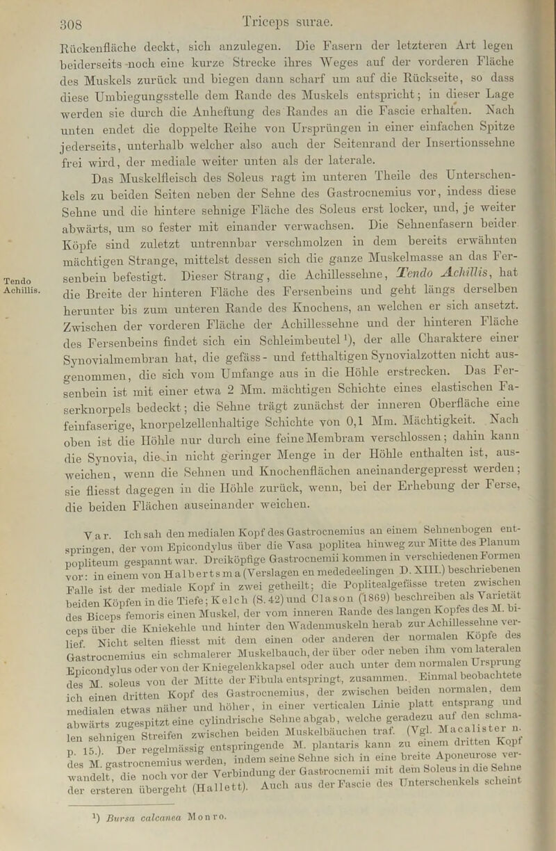Tendo Achillis. 308 Tnceps surae. Rückenfläche deckt, sich anzulegen. Die Fasern der letzteren Art legen beiderseits -noch eine kurze Strecke ihres Weges auf der vorderen Fläche des Muskels zurück und biegen dann scharf um auf die Rückseite, so dass diese Umbiegungsstelle dem Rande des Muskels entspricht; in dieser Lage werden sie durch die Anheftung des Randes an die Fascie erhalten. Nach unten endet die doppelte Reihe von Ursprüngen in einer einfachen Spitze jederseits, unterhalb welcher also auch der Seitenrand der Insertionssehne frei wird, der mediale weiter unten als der laterale. Das Muskelfleisch des Soleus ragt im unteren Theile des Unterschen- kels zu beiden Seiten neben der Sehne des Gastrocnemius vor, indess diese Sehne und die hintere sehnige Fläche des Soleus erst locker, und, je weiter abwärts, um so fester mit einander verwachsen. Die Sehnenfasern beider Köpfe sind zuletzt untrennbar verschmolzen in dem bereits erwähnten mächtigen Strange, mittelst dessen sich die ganze Muskelmasse an das Fer- senbein befestigt. Dieser Strang, die Achillessehne, Tendo Achillis, hat die Breite der hinteren Fläche des Fersenbeins und geht längs derselben herunter bis zum unteren Rande des Knochens, an welchen er sich ansetzt. Zwischen der vorderen Fläche der Achillessehne und der hinteren Fläche des Fersenbeins findet sich ein Schleimbeutel ’), der alle Charaktere einer Synovialmembran hat, die gefäss - und fetthaltigen Synovialzotten nicht aus- genommen, die sich vom Umfange aus in die Höhle erstrecken. Das Fer- senbein ist mit einer etwa 2 Mm. mächtigen Schichte eines elastischen Fa- serknorpels bedeckt; die Sehne trägt zunächst der inneren Oberfläche eine feinfaserige, knorpelzellenhaltige Schichte von 0,1 Mm. Mächtigkeit. Nach oben ist die Höhle nur durch eine feineMembram verschlossen; dahin kann die Synovia, die in nicht geringer Menge in der Höhle enthalten ist, aus- weichen , wenn die Sehnen und Knochenflächen aneinandergepresst werden; sie fliesst dagegen in die Höhle zurück, wenn, bei der Erhebung der Ferse, die beiden Flächen auseinander weichen. V a r. Icli sah den medialen Kopf des Gastrocnemius an einem Sehnenbogen ent- springen der vom Epicondylus über die Yasa poplitea hinweg zur Mitte des Planum popliteum gespannt war. Dreiköpfige Gastrocnemii kommen in verschiedenen Formen vor • in einem von Halberts m a (Verslagen en mededeelingen D. XIII.) beschriebenen Falle ist der mediale Kopf in zwei getlieilt; die Poplitealgefässe treten zwischen beiden Köpfen in die Tiefe;Kelch (S.42)uud Clason ('1869) beschreiben als Varietät des Biceps femoris einen Muskel, der vom inneren Rande des langen Kopfes des M. bi eens über die Kniekehle und hinter den Wadenmuskeln herab zur Achillessehne ver- lief Nicht selten fliesst mit dem einen oder anderen der normalen Kopfe ces Gastrocnemius ein schmalerer Muskelbauch, der über oder neben ihm vom lateralen Epicondylus oder von der Kniegelenkkapsel oder auch unter dem normalen Ursprung des M. soleus von der Mitte der Fibula entspringt, zusammen. Einmal beobachtete ich einen dritten Kopf des Gastrocnemius, der zwischen beiden normalen, dem medialen etwas näher und höher, in einer verticalen Linie platt entsprang und abwärts zugespitzt eine cylindrisclie Sehne abgab, welche geradezu auf den schma- len sehnigen Streifen zwischen beiden Muskelbäuchen traf. (Vgl. Macalistei n. „ 15 ) Der regelmässig entspringende M. plantaris kann zu einem dritten Kopl des M gastrocnemius werden, indem seine Sehne sich in eine breite Aponeurose lei- l lf i o nncb vor der Verbindung der Gastrocnemii mit dein Soleus in die Sehne rlif^rt über^eM (Hallett). Auch aus der Fascie des Unterschenkels scheint B Bursa calcanea Monro.