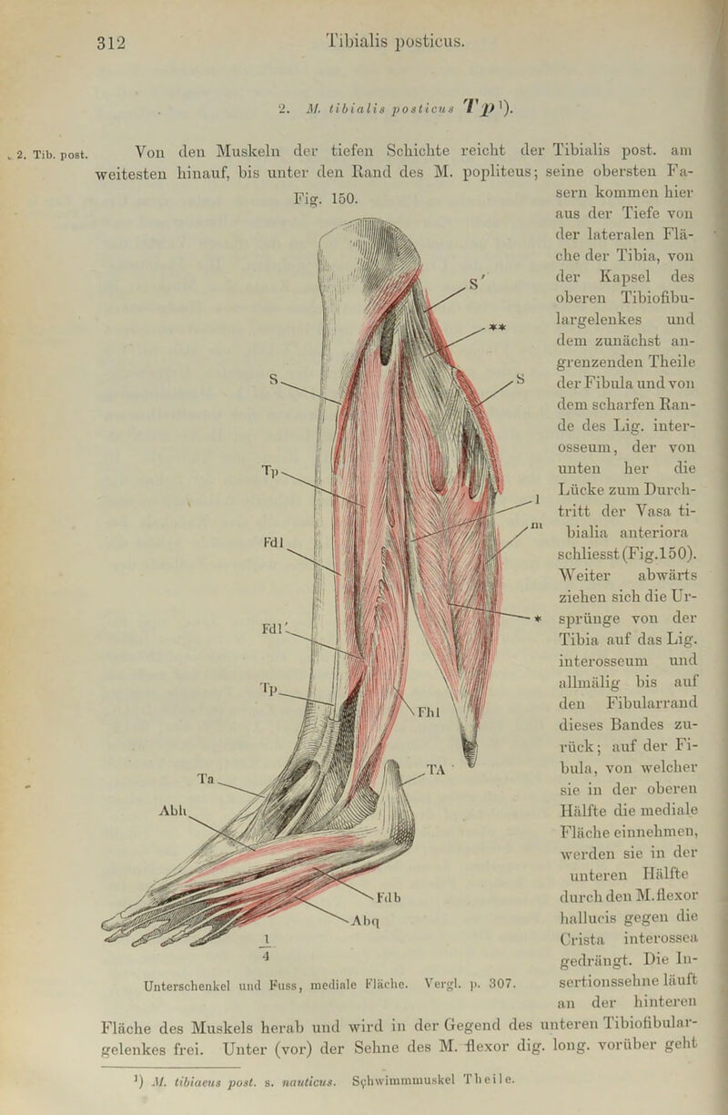 M. tibialis posticus 'V '). Tib. post. Von den Muskeln der tiefen Schickte reicht der Tibialis post, am weitesten hinauf, bis unter den Rand des M. popliteus; seine obersten Fa- sern kommen hier Firn 150. Unterschenkel und Fass, mediale Fläche. Vergl. )>. 307. aus der Tiefe von der lateralen Flä- che der Tibia, von der Kapsel des oberen Tibiofibu- largelenkes und dem zunächst an- grenzenden Theile der Fibula und von dem scharfen Ran- de des Lig. inter- osseum, der von unten her die Lücke zum Durch- tritt der Vasa ti- bialia anteriora schliesst (Fig.150). Weiter abwärts ziehen sich die Ur- sprünge von der Tibia auf das Lig. interosseum und aUmälig bis auf den Fibularrand dieses Bandes zu- rück; auf der Fi- bula, von welcher sie in der oberen Hälfte die mediale Fläche einnehmen, werden sie in der unteren Hälfte durch denM.flexor hallucis gegen die Crista interossea gedrängt. Die In- sertionssehne läuft der hinteren an Fläche des Muskels herab und wird in der Gegend des unteren I ibiofibulai - gelenkes frei. Unter (vor) der Sehne des M. flexor dig. long. vorüber geht *) M. tibiaeus post. s. nauticus. S^hwimmmuskel 1 heile.