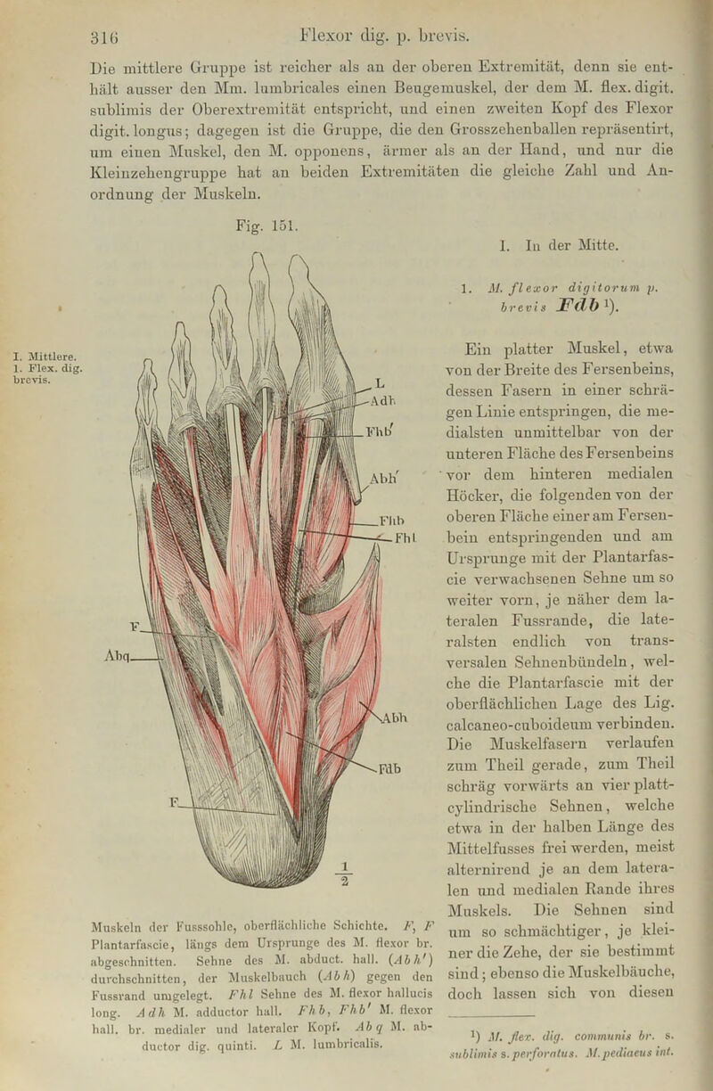 31 (> I. Mittlere. 1. Flex. dig. brevis. Flexor dig. p. brevis. Die mittlere Gruppe ist reicher als au der oberen Extremität, denn sie ent- hält ausser den Mm. lumbricales einen Beugemuskel, der dem M. flex. digit. sublimis der Oberextremität entspricht, und einen zweiten Kopf des Flexor digit. longus; dagegen ist die Gruppe, die den Grosszehenballen repräsentirt, um einen Muskel, den M. opponens, ärmer als an der Hand, und nur die Kleinzehengruppe hat an beiden Extremitäten die gleiche Zahl und An- ordnung der Muskeln. Fig. 151. Muskeln der Fusssohle, oberflächliche Schichte. F, F Plantarfascie, längs dem Ursprünge des M. flexor br. abgeschnitten. Sehne des M. abduct. hall. (Abi/') durchschnitten, der Muskelbauch (Abh) gegen den Fussrand umgelegt. Fhl Sehne des M. flexor hallucis long. Adh M. adductor hall. Fhb, Flib' M. flexor hall. br. medialer und lateraler Kopt. Ab q M. ab- ductor dig. quinti. L M. lumbricalis. 1. In der Mitte. 1. Al. flexor digitorum p. brevis F(1 b *). Ein platter Muskel, etwa von der Breite des Fersenbeins, dessen Fasern in einer schrä- gen Linie entspringen, die me- dialsten unmittelbar von der unteren Fläche des Fersenbeins vor dem hinteren medialen Höcker, die folgenden von der oberen Fläche einer am Fersen- bein entspringenden und am Ursprünge mit der Plantarfas- cie verwachsenen Sehne um so weiter vorn, je näher dem la- teralen Fussrande, die late- ralsten endlich von trans- versalen Sehnenbüudeln, wel- che die Plantarfascie mit der oberflächlichen Lage des Lig. calcaneo-cuboideum verbinden. Die Muskelfasern verlaufen zum Theil gerade, zum Theil schräg vorwärts an vier platt- cylindrische Sehnen, welche etwa in der halben Länge des Mittelfusses frei werden, meist alternireud je an dem latera- len und medialen Rande ihres Muskels. Die Sehnen sind um so schmächtiger, je klei- ner die Zehe, der sie bestimmt sind; ebenso die Muskelbäuche, doch lassen sich von diesen b M. flex. dig. communis br. s. sublimis s. perforatus. M.pediaeus int.