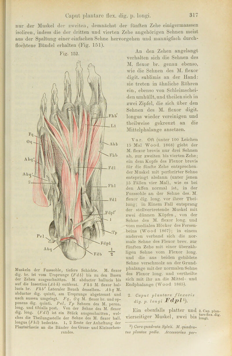 nur der Muskel der zweiten, demnächst der fünften Zehe einigermaassen isoliren, indess die der dritten und vierten Zehe ungehörigen Sehnen meist aus der Spaltung einer einfachen Sehne hervorgehen und mannigfach durch- flochtene Bündel erhalten (Fig. 151). Fig. 152. Muskeln der Fusssohle, tiefere Schichte. M. flexor dig. br. ist vom Ursprünge (Fdb) bis zu den Basen der Zehen ausgeschnitten. M. abductor hallucis bis auf die Insertion (A b h) entfernt. Fli b M. flexor hal- lucis br. Fhb' Lateraler Bauch desselben. Abq M. abductor dig. quinti, am Ursprünge abgetrennt und nach aussen umgelegt. Fq, Oq M. flexor br. und op- ponens dig. quinti. Pelj Tp Sehnen des M. peron. long. und tibialis post. Von der Sehne des M. flexor dig. long. (F d l) ist ein Stück ausgeschnitten, wel- ches die Theilungsstelle der Sehne des M. flexor hall, longus (Fhl) bedeckte. 1, 2 Reste der Anheftung der Plantarfascie an die Bänder des Gross- und Kleinzehen- randes. An den Zehen angelangt verhalten sich die Sehnen des M. flexor br. genau ebenso, wie die Sehnen des M. flexor digit. sublimis an der Hand: sie treten in ähnliche Röhren ein, ebenso von Schleimschei- den umhüllt, ttnd theilen sich in zwei Zipfel, die sich über den Sehnen des M. flexor digit. longus wieder vereinigen und theilweise gekreuzt an die Mittelphalange ansetzen. Var. Oft (unter 100 Leichen 15 Mal Wood. 1868) giebt der M. flexor brevis nur drei Sehnen ab, zur zweiten bis vierten Zehe; ein dem Kopfe des Flexor brevis für die fünfte Zehe entsprechen- der Muskel mit perforirter Sehne entspringt alsdann (unter jenen 15 Fällen vier Mal), wie es bei den Affen normal ist, in der Fusssohle an der Sehne des M. flexor dig. long. vor ihrer Tliei- lung; in Einem Fall entsprang der stellvertretende Muskel mit zwei dünnen Köpfen, von der Sehne des M. flexor long. und vom medialen Höcker des Fersen- beins (Wood 1867); in einem anderen verband sich die nor- male Sehne des Flexor brev. zur fünften Zehe mit einer überzäh- ligen Sehne vom Flexor long. und die aus beiden gebildete Sehne verschmolz an der Grund- phalange mit der normalen Sehne des Flexor long. und vertheilte sich mit ihr an die Mittel- und Endplialange (Wood 1865). 2. Capul plantare flexoris dig. p. longi Fcl'Ji l 1). Ein ebenfalls platter und 2. Cap. pian- vierseitiger Muskel, zwei bis iongf.°X'*s' 3) Caro quadrata Sylvii. M. quadra- tus plantae pedis. Accessorius per-