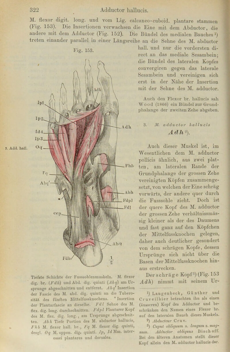 3. Add. hall. M. flexoi’ digit. long. und vom Lig. calcaneo-cüboid. plantare stammen (Fig. 153). Die Insertionen verwachsen die Eine mit dem Abductor, die andere mit dem Adductor (Fig. 152). Die Bündel des medialen Bauches1 *) treten einander parallel in einer Längsreihe an die Sehne des M. abductor hall, und nur die vordersten di- Fig. 153. rect an das mediale Sesambein; die Bündel des lateralen Kopfes convergiren gegen das laterale Sesambein und vereinigen sich erst in der Nähe der Insertion mit der Sehne des M. adductor. Auch den Flexor br. hallucis sah Wood (1866) ein Bündel zur Grund- phalange der zweiten Zehe abgeben. 3. M. adductor hallucis A (l h ■). Auch dieser Muskel ist, im Wesentlichen dem M. adductor pollicis ähnlich, aus zwei plat- FllIj ten, am lateralen Rande der Grundphalange der grossen Zehe vereinigten Köpfen zusammenge- setzt, von welchen der Eine schräg vorwärts, der andere quer durch die Fusssohle zieht. Doch ist der quere Kopf des M. adductor der grossen Zehe verbältnissmäs- sig kleiner als der des Daumens lind fast ganz auf den Köpfchen der Mittelfussknochen gelegen, daher auch deutlicher gesondert von dem schrägen Kopfe, dessen Ursprünge sich nicht über die Basen der Mittelfussknochen hin- aus erstrecken. Tiefste Schichte der Fusssohlenmuskeln. M. flexor dig. br. (Fdb) und Abd. dig. quinli (Abq) am Ur- sprünge abgeschnitten und entfernt. A b q' Insertion der Fascie des M. abd. dig. quinti an die Tubero- sität des fünften Mittelfussknocliens. * Insertion der Plantarfascie an dieselbe. Fdl Sehne des M. Hex. dig. long. durchschnitten. Fdpl Plantarer Kopf des M. Hex. dig. long., am Ursprünge abgeschnit- ten. Abh Tiefe Portion des M. abductor hallucis, Fhb M. flexor hall, br., Fq M. flexor dig. quinti, desgl. Oq M. oppon. dig. quinti. I]>, Id Mm. inter- ossei plantares und dorsales. Der schräge Kopf3) (Fig. 153 Adh) nimmt mit seinem Ur- 1) Langenbeck, Günther und Cruveilliier betrachten ihn als einen (äusseren) Kopf des Adductor und be- schränken den Namen eines Flexor br. auf den lateralen Bauch dieses Muskels. 2) Abducleur Cr uv. 3) Capul obliquum s. longum s. mag- num. Adductor obliquus Bisch off. Bei den älteren Anatomen stellt dieser Kopf allein den M. adductor hallucis dar.