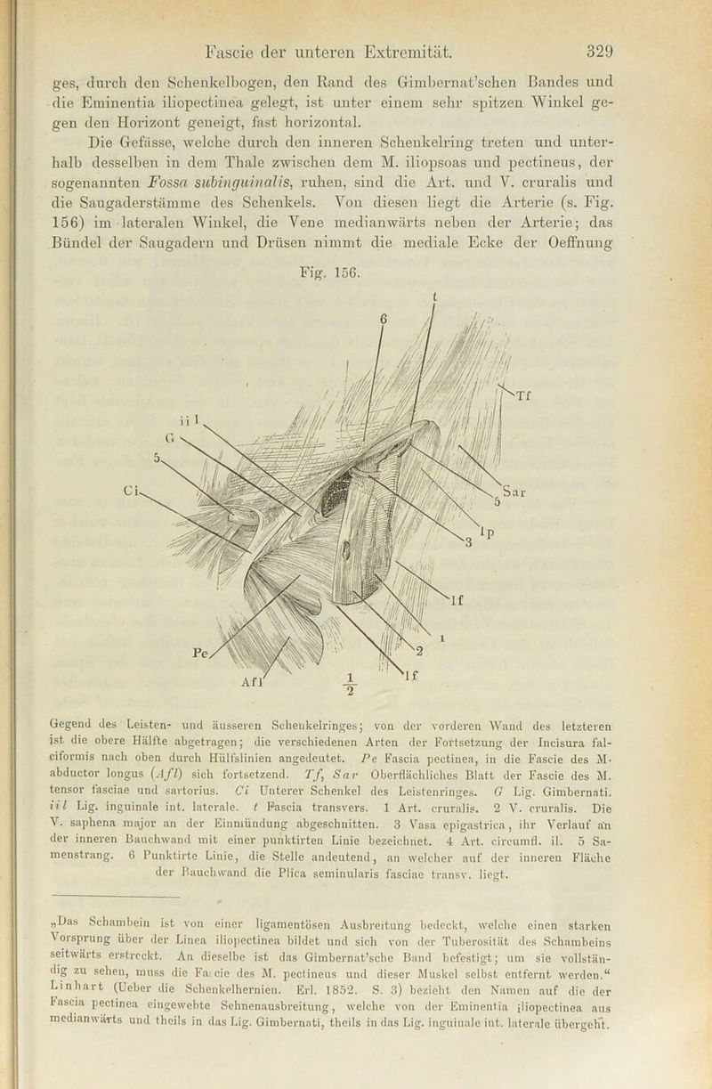 ges, durch den Schenkelbogen, den Rund des Gimbernat’schen Randes und die Eminentia iliopectinea gelegt, ist unter einem sehr spitzen Winkel ge- gen den Horizont geneigt, fast horizontal. Die Gebisse, welche durch den inneren Schenkelring treten und unter- halb desselben in dem Thale zwischen dem M. iliopsoas und pectineus, der sogenannten Fossa subingiiinalis, ruhen, sind die Art. und V. cruralis und die Saugader stamme des Schenkels. Von diesen liegt die Arterie (s. Fig. 156) im lateralen Winkel, die Vene medianwärts neben der Arterie; das Bündel der Saugadern und Drüsen nimmt die mediale Ecke der Oeffnung Fig. 156. t Gegend des Leisten- und äusseren Scheukelringes; von der vorderen Wand des letzteren jst die obere Hälfte abgetragen; die verschiedenen Arten der Fortsetzung der Jneisura fal- ciformis nach oben durch Hiilfslinien angedeutet. Pe Fascia pectinea, in die Fascie des M- abductor longus (Afl) sich fortsetzend. Tf, Sar Oberflächliches Blatt der Fascie des M. tensor fasciae und savtorius. Ci Unterer Schenkel des Leistenringes. G Lig. Gimbernati. Hl Lig. inguinale int. laterale, t Pascia transvers. 1 Art. cruralis. 2 V. cruralis. Die Y. saphena major an der Einmündung abgeschnitten. 3 Vasa epigastrica, ihr Verlauf an der inneren Bauchwand mit einer punktirten Linie bezeichnet. 4 Art. circumfl. il. 5 Sa- menstrang. 6 Punktirte Linie, die Stelle andeutend, an welcher auf der inneren Fläche der Rauchwand die Plica seminularis fasciae transv. liegt. „Das Schambein ist von einer ligamentösen Ausbreitung bedeckt, welche einen starken \ orsprung über der Linea iliopectinea bildet und sich von der Tuberosität des Schambeins seitwärts erstreckt. An dieselbe ist das Gimbernat’sche Band befestigt; um sie vollstän- dig zu sehen, muss die Fascie des M. pectineus und dieser Muskel selbst entfernt werden.“ Lin hart (Ueber die Schenkelhernien. Erl. 1852. S. 3) bezieht den Namen auf die der fascia pectinea eingewebte Sehnenausbreitung, welche von der Eminentia iliopectinea aus medianwärts und theils in das Lig. Gimbernati, theils in das Lig. inguinale int. laterale übergeht.