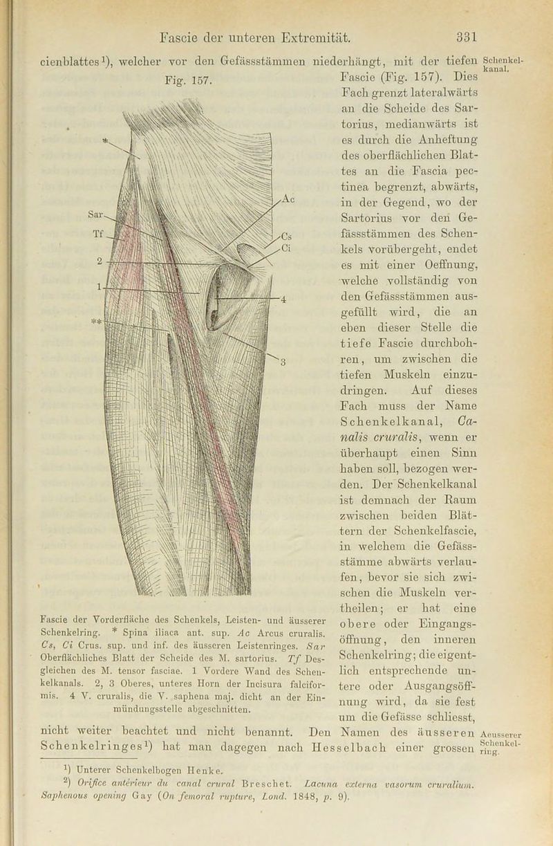 cienblattes x), welcher vor den Gefässstämmen niederhängt, mit der tiefen Fig\ 157. Fascie (Fig. 157). Dies Fach grenzt lateralwärts au die Scheide des Sar- torius, medianwärts ist es durch die Anheftung des oberflächlichen Blat- tes an die Fascia pec- tinea begrenzt, abwärts, in der Gegend, wo der Sartorius vor den Ge- fässstämmen des Schen- kels vorübergeht, endet es mit einer Oeffnung, welche vollständig von den Gefässstämmen aus- gefüllt wird, die an eben dieser Stelle die tiefe Fascie durchboh- ren , um zwischen die tiefen Muskeln einzu- dringen. Auf dieses Fach muss der Name Schenkelkanal, Ca- nalis cruralis, wenn er überhaupt einen Sinn haben soll, bezogen wer- den. Der Schenkelkanal ist demnach der Raum zwischen beiden Blät- tern der Schenkelfascie, in welchem die Gefäss- stämme abwärts verlau- fen, bevor sie sich zwi- schen die Muskeln ver- tlieilen ; er hat eine obere oder Eingangs- Öffnung , den inneren Schenkelring; die eigent- lich entsprechende un- tere oder Ausgangsöff- nung wird, da sie fest um die Gefässe schliesst, nicht weiter beachtet und nicht benannt. Den Namen des äusseren Schenkelringes1) hat man dagegen nach Hesselbach einer grossen Fascie der Yorderfläche des Schenkels, Leisten- und äusserer Schenkelring. * Spina iliaca aut. sup. Ac Arcus cruralis. Cs, Ci Crus. sup. und inf. des äusseren Leistenringes. Sar Oberflächliches Blatt der Scheide des M. sartorius. Tf Des- gleichen des M. tensor fasciae. 1 Vordere Wand des Scheu- kelkanals. 2, 3 Oberes, unteres Horn der Incisura falcifor- mis. 4 V. cruralis, die V. saphena maj. dicht an der Ein- mündungsstelle abgeschnitten. J) Unterer Schenkelbogen Henke. 2) Orißce anterieur du canal crural Brescliet. Lacuna externa vasorum oruralium. Saphenous opemng Gay (On femoral rupture, Land. 1848, p. 9). Schenkel- kanal. Ae.usserur Sehenkel- riug.