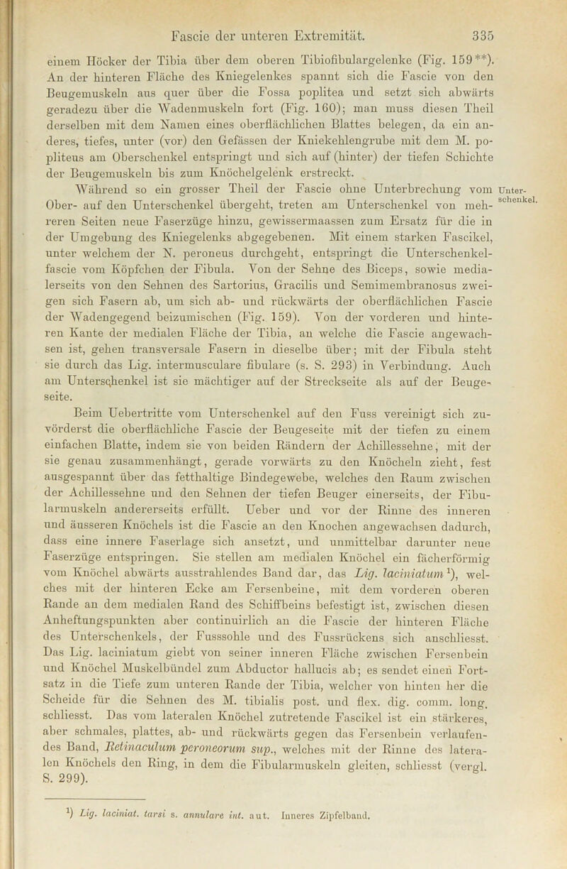 einem Höcker der Tibia über dem oberen Tibiofibulargelenke (Fig. 159**). An der hinteren Fläche des Kniegelenkes spannt sich die Fascie von den Beugemuskeln aus quer über die Fossa poplitea und setzt sich abwärts geradezu über die Wadenmuskeln fort (Fig. 160); man muss diesen Theil derselben mit dem Namen eines oberflächlichen Blattes belegen, da ein an- deres, tiefes, unter (vor) den Gefässen der Kniekehlengrube mit dem M. po- pliteus am Oberschenkel entspringt und sich auf (hinter) der tiefen Schichte der Beugemuskeln bis zum Knöchelgelenk erstreckt. Während so ein grosser Theil der Fascie ohne Unterbrechung vom Ober- auf den Unterschenkel übergeht, treten am Unterschenkel von meh- reren Seiten neue Faserzüge hinzu, gewissermaassen zum Ersatz für die in der Umgebung des Kniegelenks abgegebenen. Mit einem starken Fascikel, unter welchem der N. peroneus durchgeht, entspringt die Unterschenkel- fascie vom Köpfchen der Fibula. Von der Sehne des Biceps, sowie media- lerseits von den Sehnen des Sartorius, Gracilis und Semimembranosus zwei- gen sich Fasern ab, um sich ab- und rückwärts der oberflächlichen Fascie der Wadengegend beizumischen (Fig. 159). Von der vorderen lind hinte- ren Kante der medialen Fläche der Tibia, an welche die Fascie angewach- sen ist, gehen transversale Fasern in dieselbe über; mit der Fibula steht sie durch das Lig. intermusculare fibulare (s. S. 293) in Verbindung. Auch am Untersqhenkel ist sie mächtiger auf der Streckseite als auf der Beuge- seite. Beim Uebertritte vom Unterschenkel auf den Fuss vereinigt sich zu- vörderst die oberflächliche Fascie der Beugeseite mit der tiefen zu einem einfachen Blatte, indem sie von beiden Rändern der Achillessehne, mit der sie genau zusammenhängt, gerade vorwärts zu den Knöcheln zieht, fest ausgespannt über das fetthaltige Bindegewebe, welches den Raum zwischen der Achillessehne und den Sehnen der tiefen Beuger einerseits, der Fibu- larmuskeln andererseits erfüllt. Ueber und vor der Rinne des inneren und äusseren Knöchels ist die Fascie an den Knochen angewachsen dadurch, dass eine innere Faserlage sich ansetzt, und unmittelbar darunter neue Faserzüge entspringen. Sie stellen am medialen Knöchel ein fächerförmig vom Knöchel abwärts ausstrahlendes Band dar, das Lig. laciniatum1), wel- ches mit der hinteren Ecke am Fersenbeine, mit dem vorderen oberen Rande an dem medialen Rand des Schiffbeins befestigt ist, zwischen diesen Anheftungspunkten aber continuirlich an die Fascie der hinteren Fläche des Unterschenkels, der Fusssohle und des Fussrückens sich anschliesst. Das Lig. laciniatum giebt von seiner inneren Fläche zwischen Fersenbein und Knöchel Muskelbündel zum Abductor hallucis ab; es sendet einen Fort- satz in die Tiefe zum unteren Rande der Tibia, welcher von hinten her die Scheide für die Sehnen des M. tibialis post, und flex. dig. comm. long, schliesst. Das vom lateralen Knöchel zutretende Fascikel ist ein stärkeres, aber schmales, plattes, ab- und rückwärts gegen das Fersenbein verlaufen- des Band, Itetinaculum pcroneoram sup., welches mit der Rinne des latera- len Knöchels den Ring, in dem die Fibularmuskeln gleiten, schliesst (vergl S. 299). b Lig. laciniat. tarsi s. annulare int. aut. Inneres Zipfelband. Unter- schenkel.